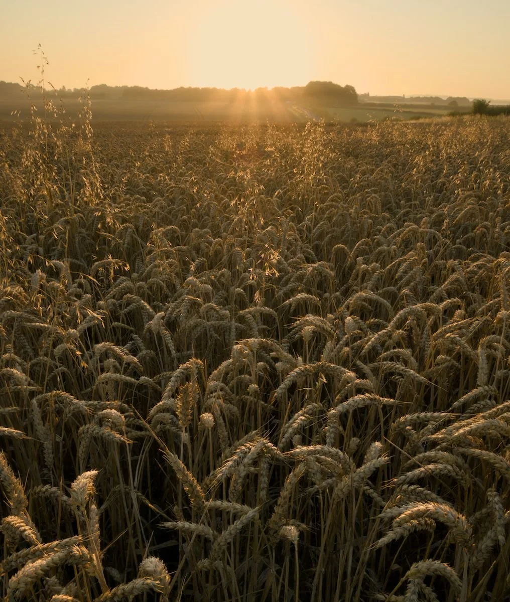 012_Field of Gold_Thomas Wicks