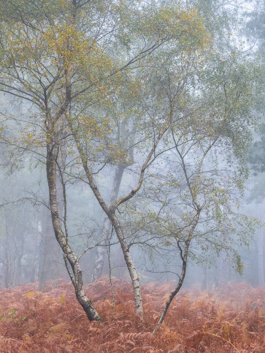 Misty Birches.jpg