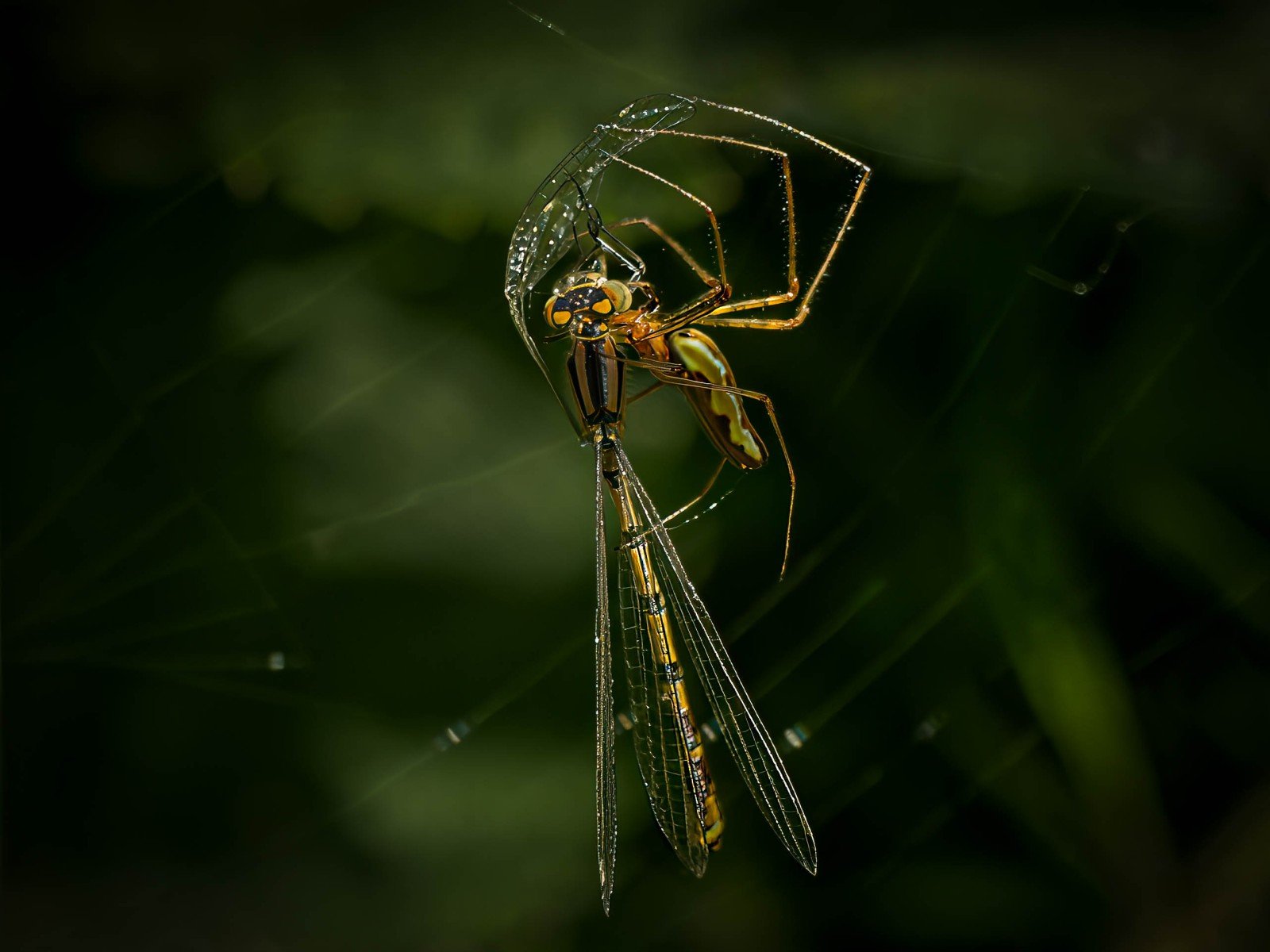 3rd_Damsel in Distress_Rachel Allcock