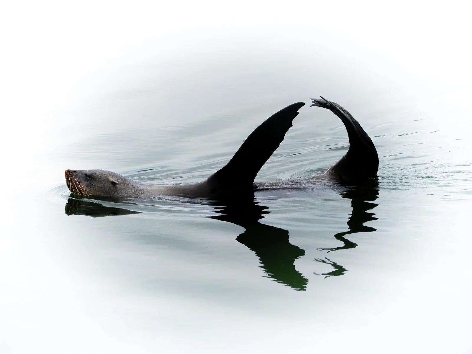 Cape Fur Seal, SA