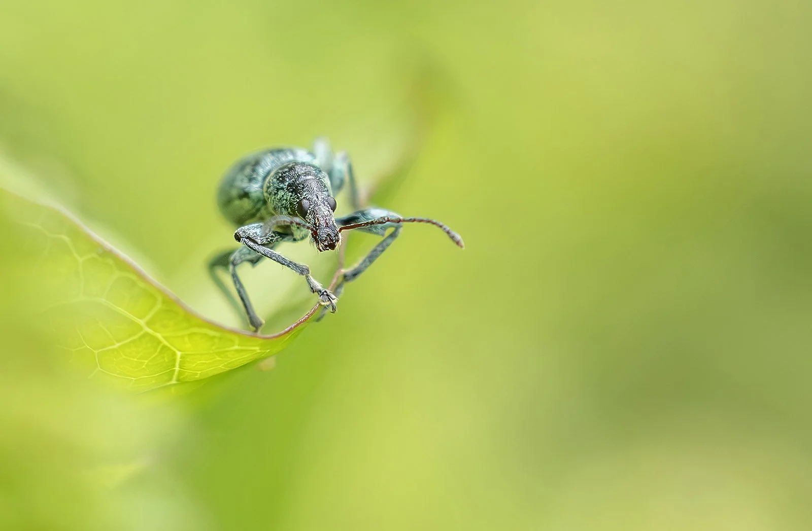 1st_Nettle Weevil Waits_Sarah O'Reilly