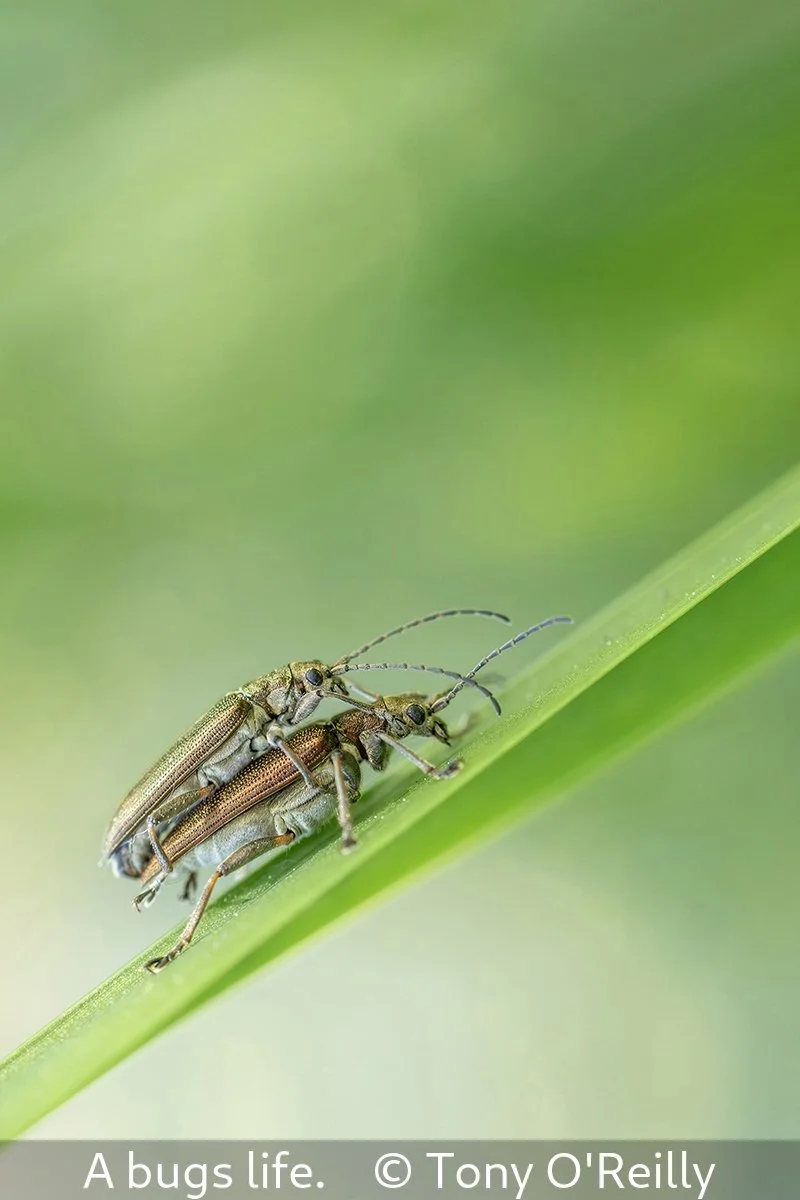 Third_A Bug's Life_Tony O'Reilly