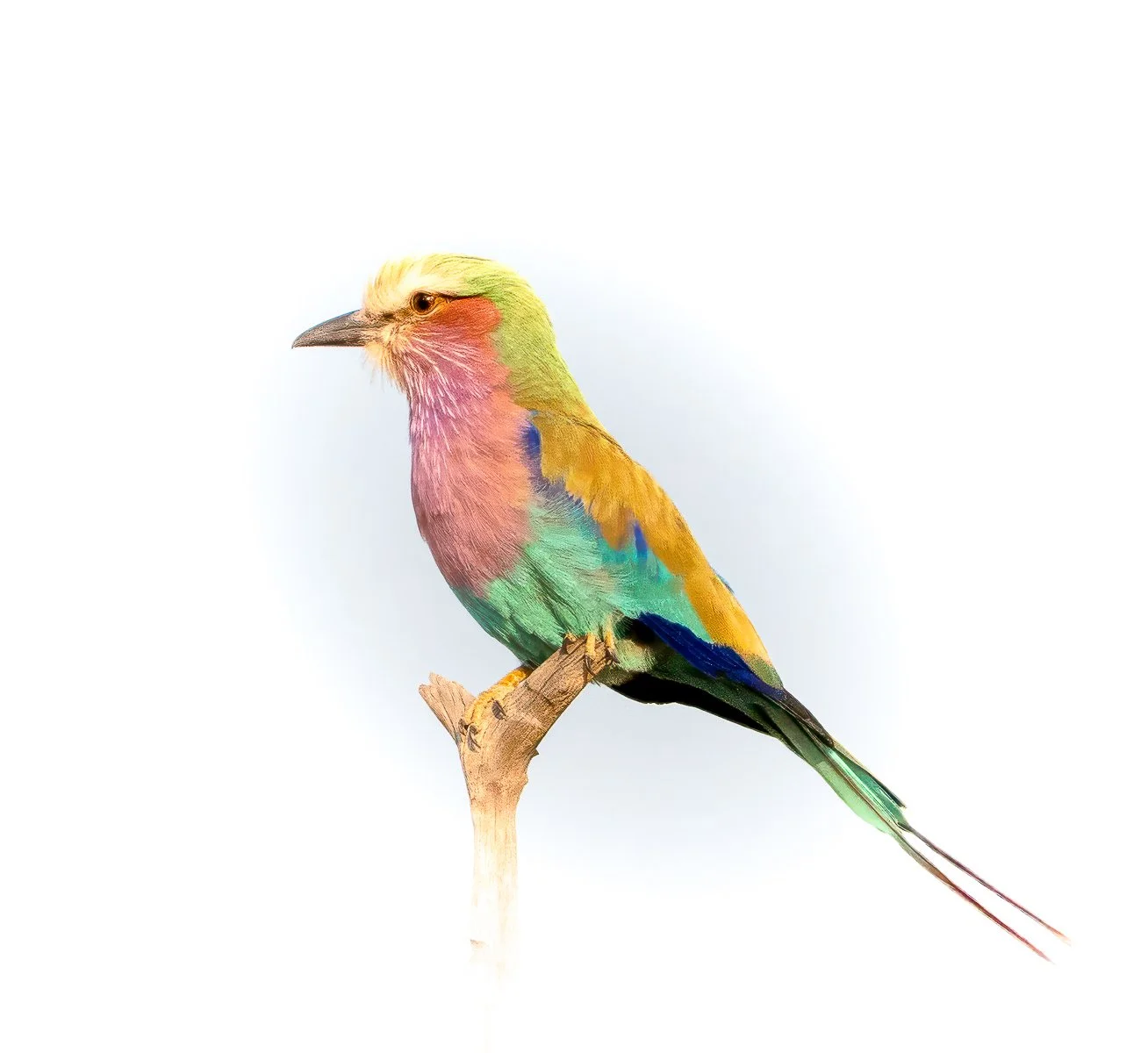 003_Lilac-Breasted Roller_Jeremy Court.jpg