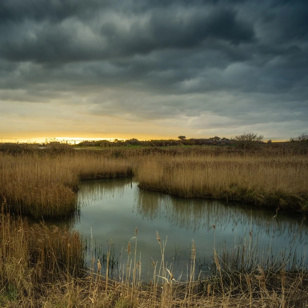 Second 'Marsh Sunset' by Rachel Allcock