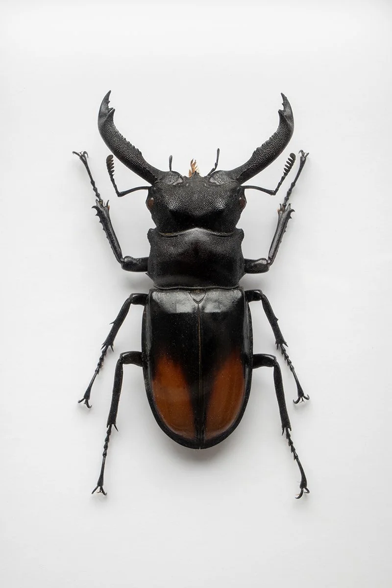 Third 'Beetle Study' by Tony O'Reilly