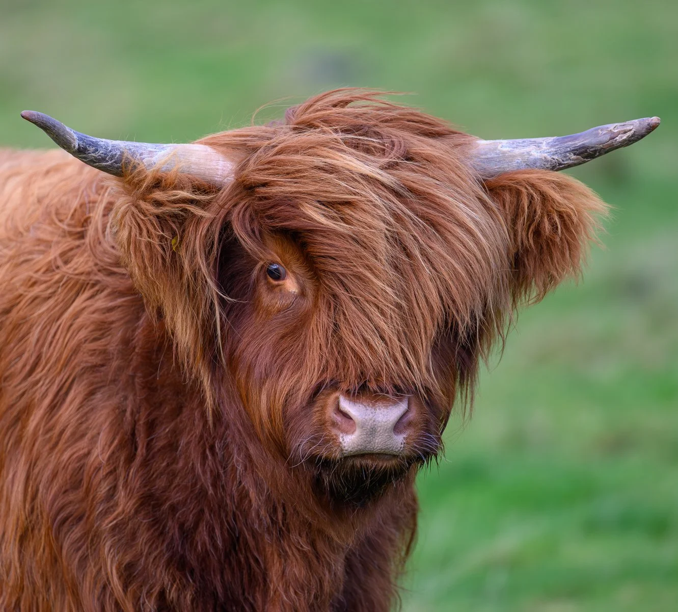 Second_Bashful Calf_Chris Andrews