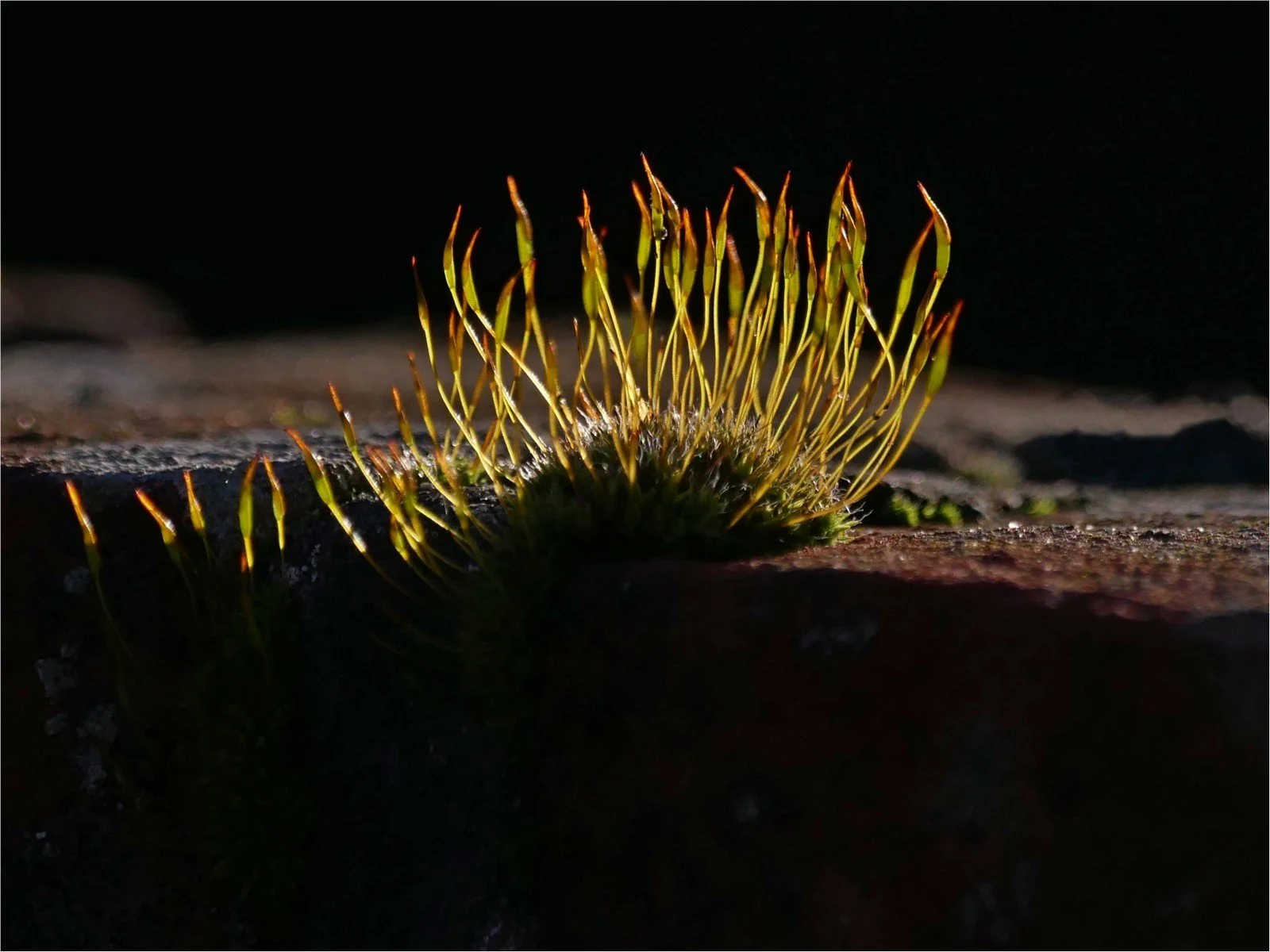 3rd_Tentacles of moss_Peter Woodhouse