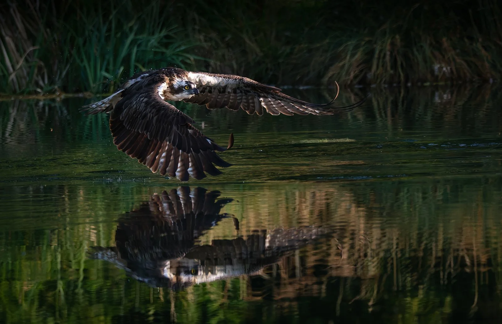 002_Osprey_Nigel Bealey