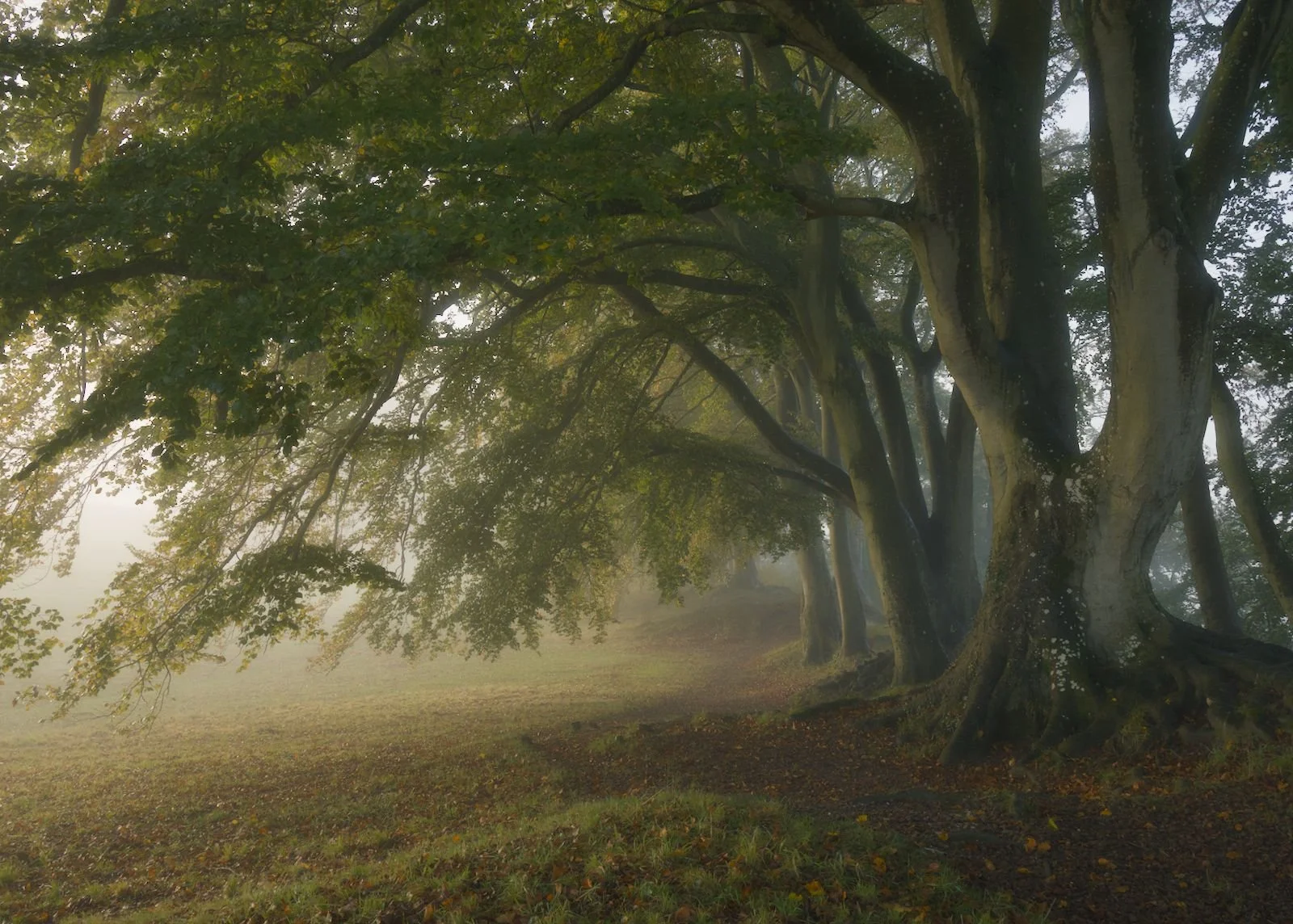 004_Beech trees on Old Sarum_Thomas Wicks
