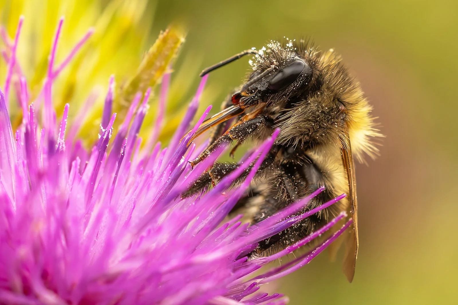 3rd_Bumblebee on thistle_Tony O'Reilly