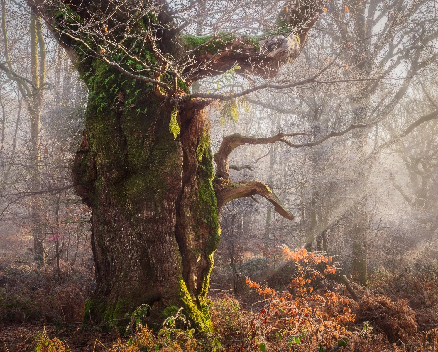 2nd_Winter Light_Emma Webber