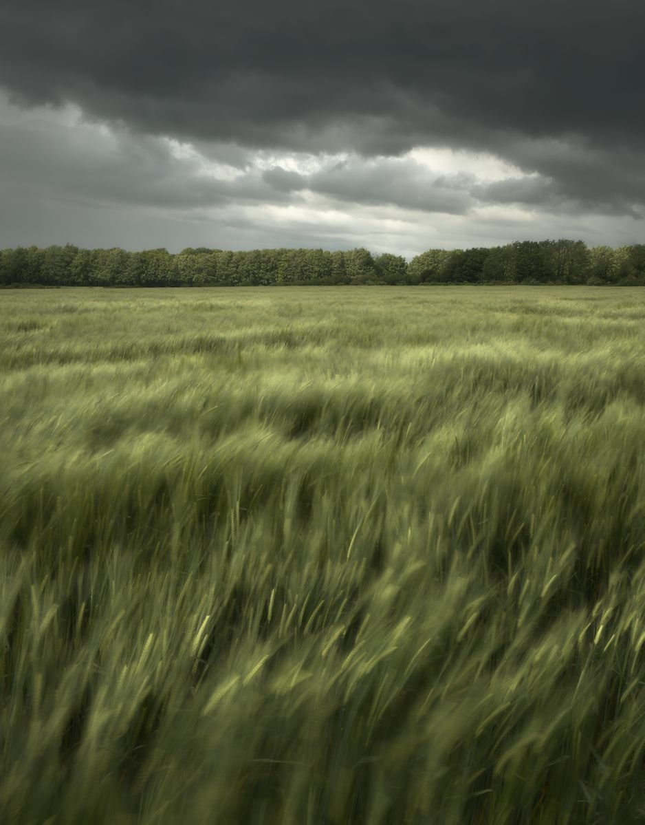 005_Windswept_Thomas Wicks