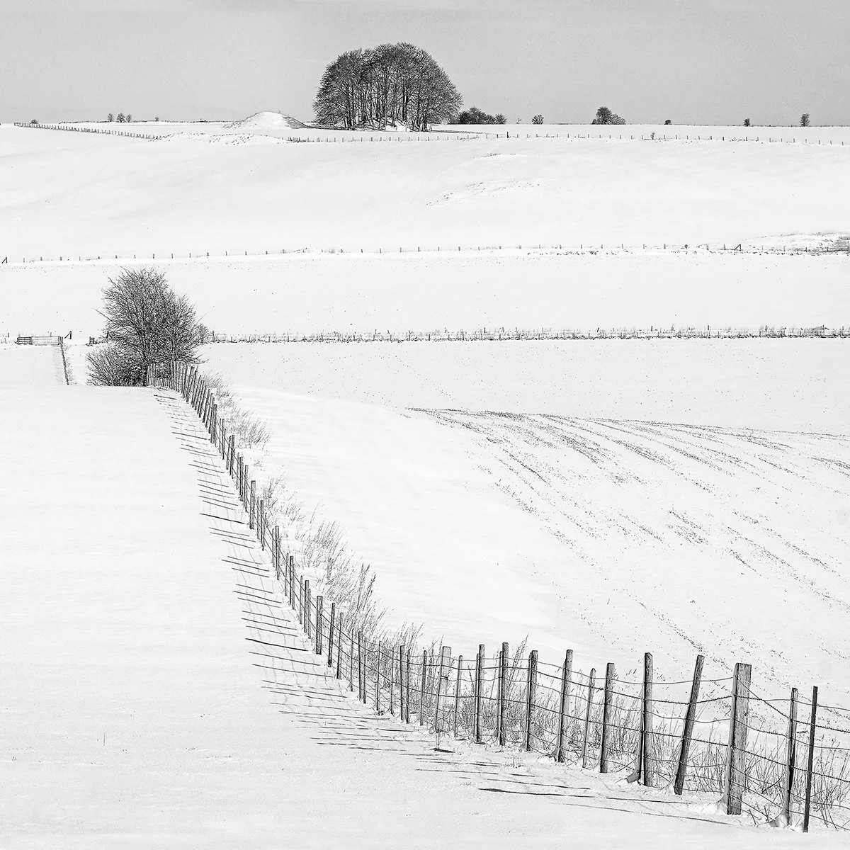 HC_Beech Clump_Richard Ramsay