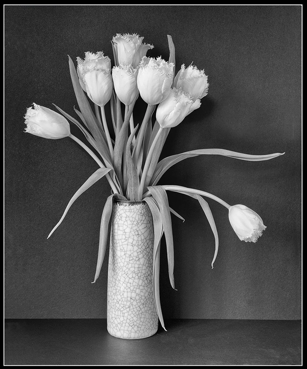Third Place_White Tulips_Sarah O'Reilly