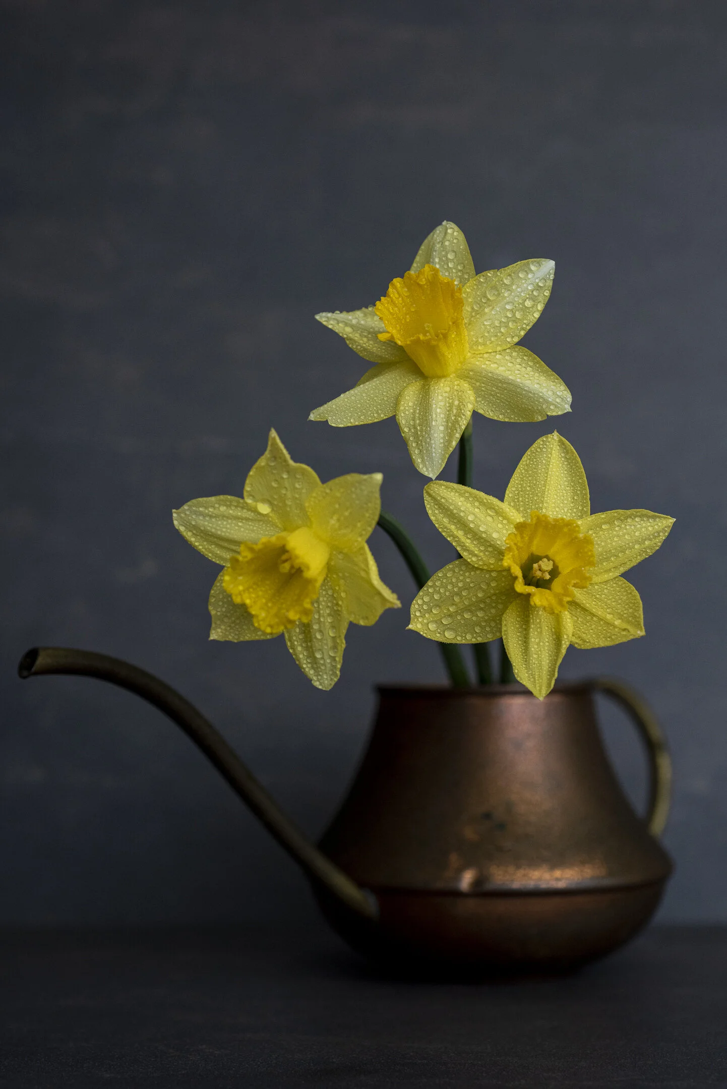 Yellow flowers-5.JPG
