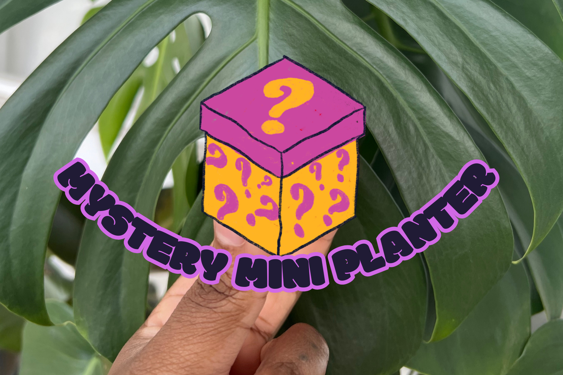 Mystery Mini Planter