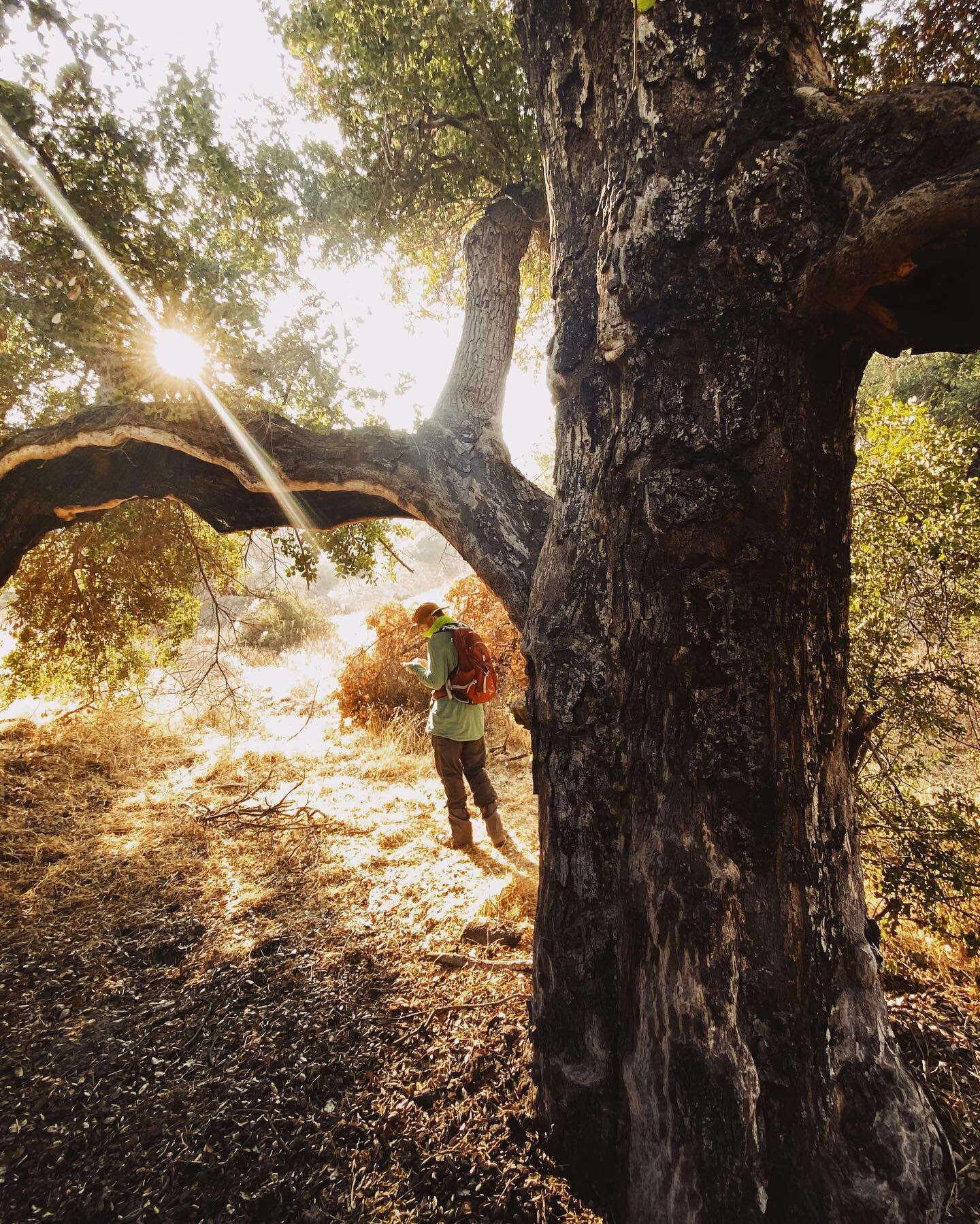 Spending some quality time amongst giants. 

Under the guidance of our certified arborist a team of botanists conducts a heritage tree and oak inventory in Los Angeles County, CA. 

This particularly girthy specimen is a coast live oak (Quercus agrif