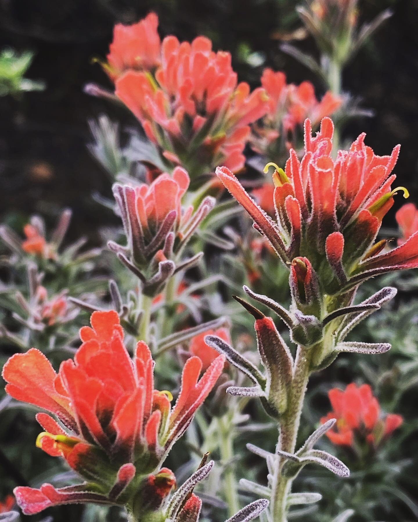 Did you know there are over 60 different species of paintbrush (Castilleja sp.) native to California???

This one here is woolly paintbrush (Castilleja foliolosa).