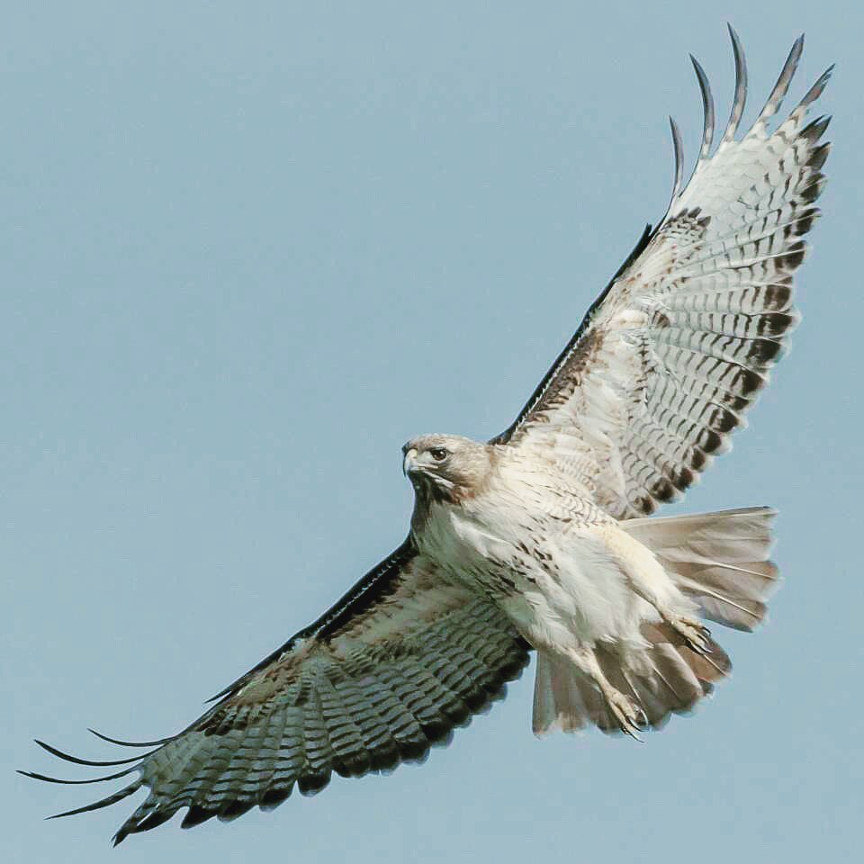 Cue the tell-tale scream of the red-tailed hawk; a sound so often employed by cinematographic sound designers to convey feelings of grandeur, wilderness and solitude in the Southwest (and also often employed for the wrong bird - i.e. turkey vultures 