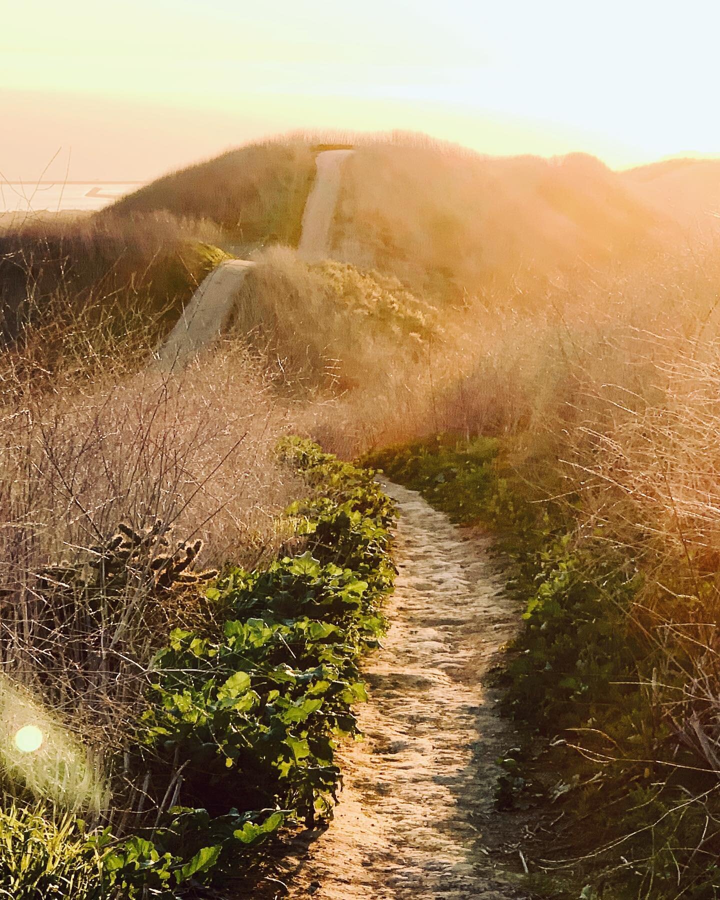 Our field biologists and botanists, arborists and regulatory specialists put some serious miles in each season. Some of our larger project sites and more rigorous survey efforts can mandate up to (or over) ten miles of off-trail hiking in a day. 😬 S