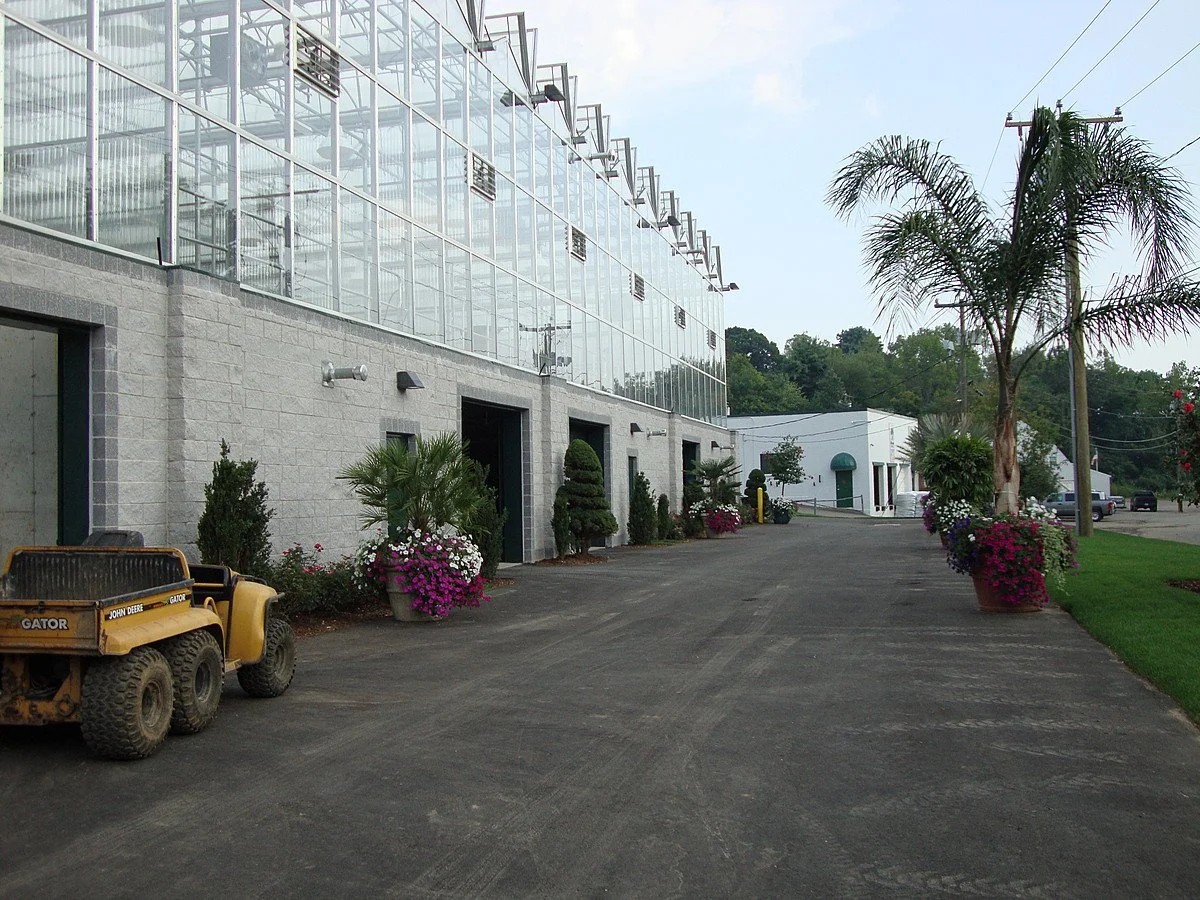 Palm Trees — Ultimate Professional Grounds Management