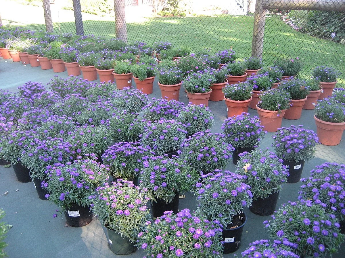 Palm Trees — Ultimate Professional Grounds Management