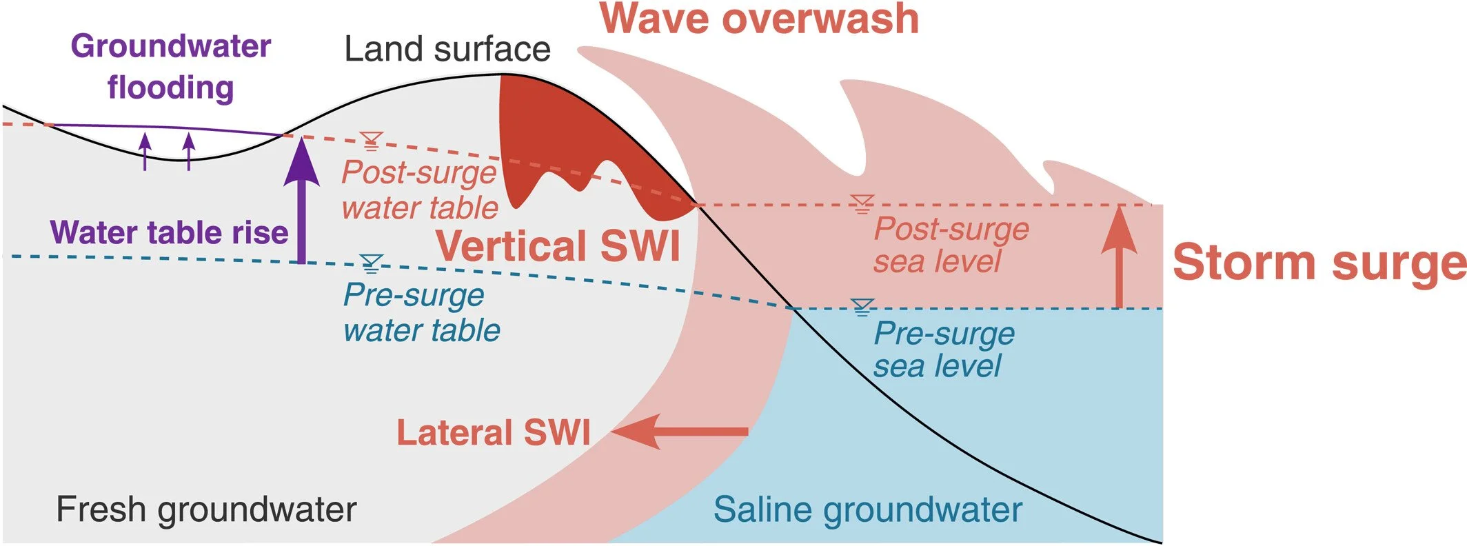 HGS RESEARCH HIGHLIGHT – Climate Change Alters Post-Surge Recovery of Coastal Aquifers