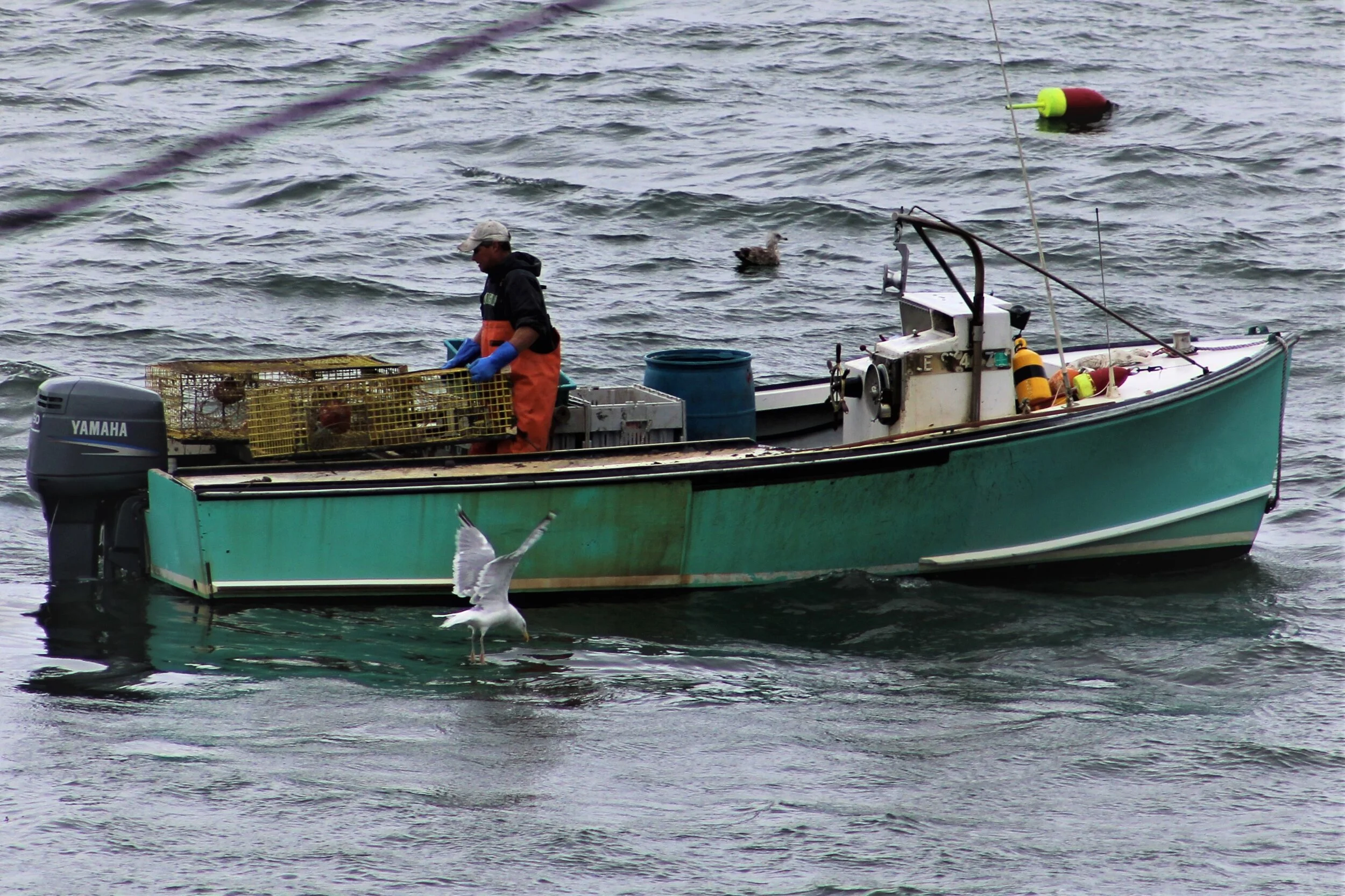 Hand-hauling lobster, Vinalhaven, Maine