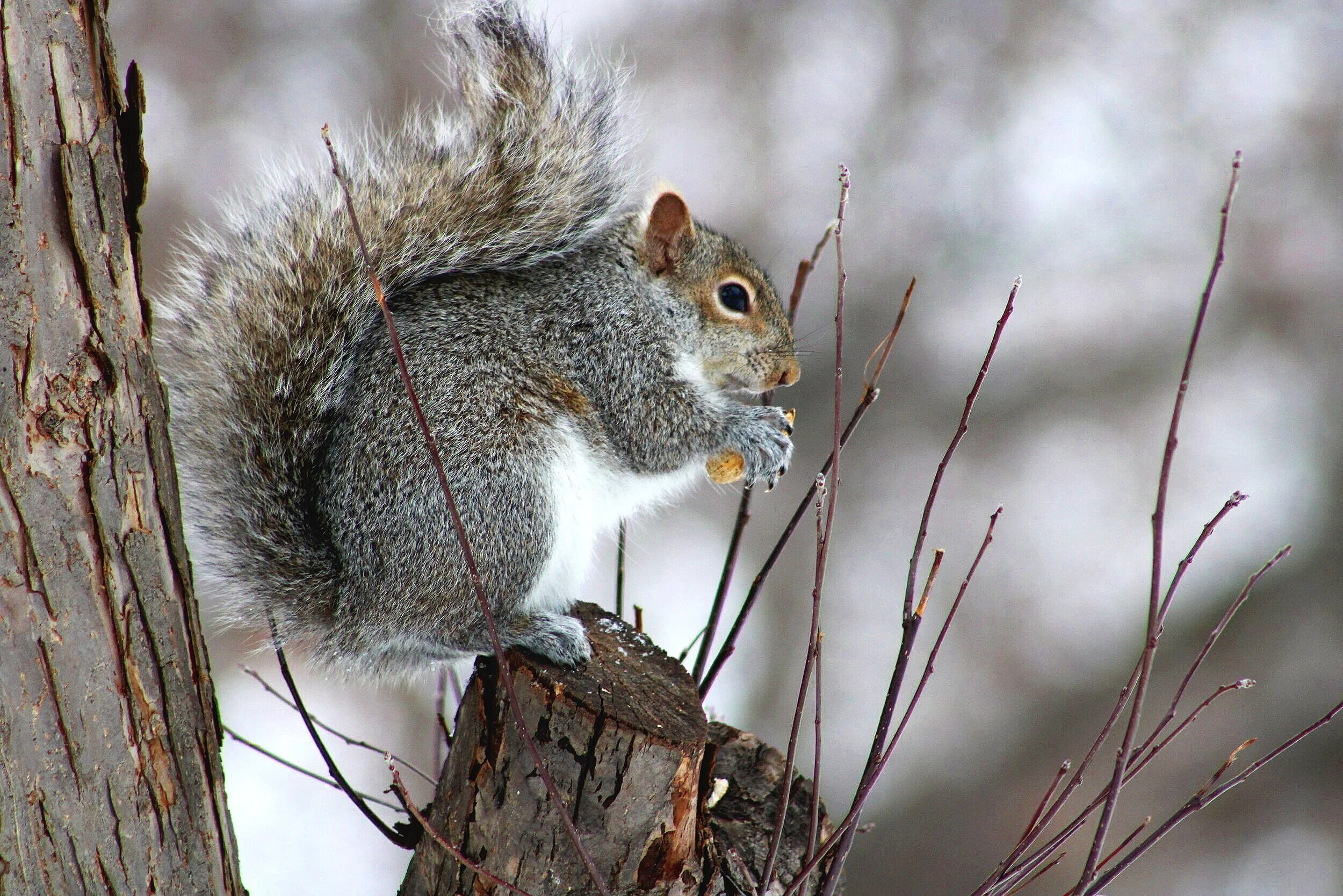 Winter peanut break!