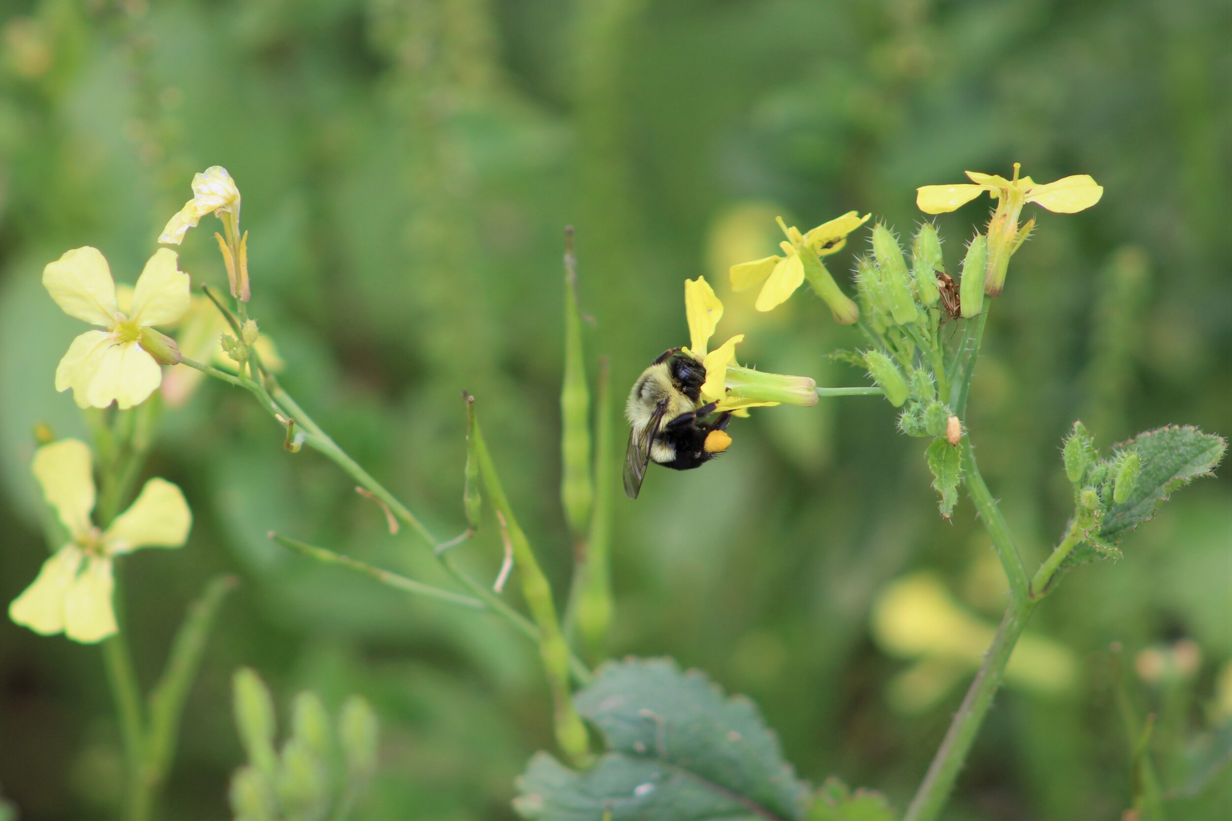 Wildflowers with their Bubble Bee