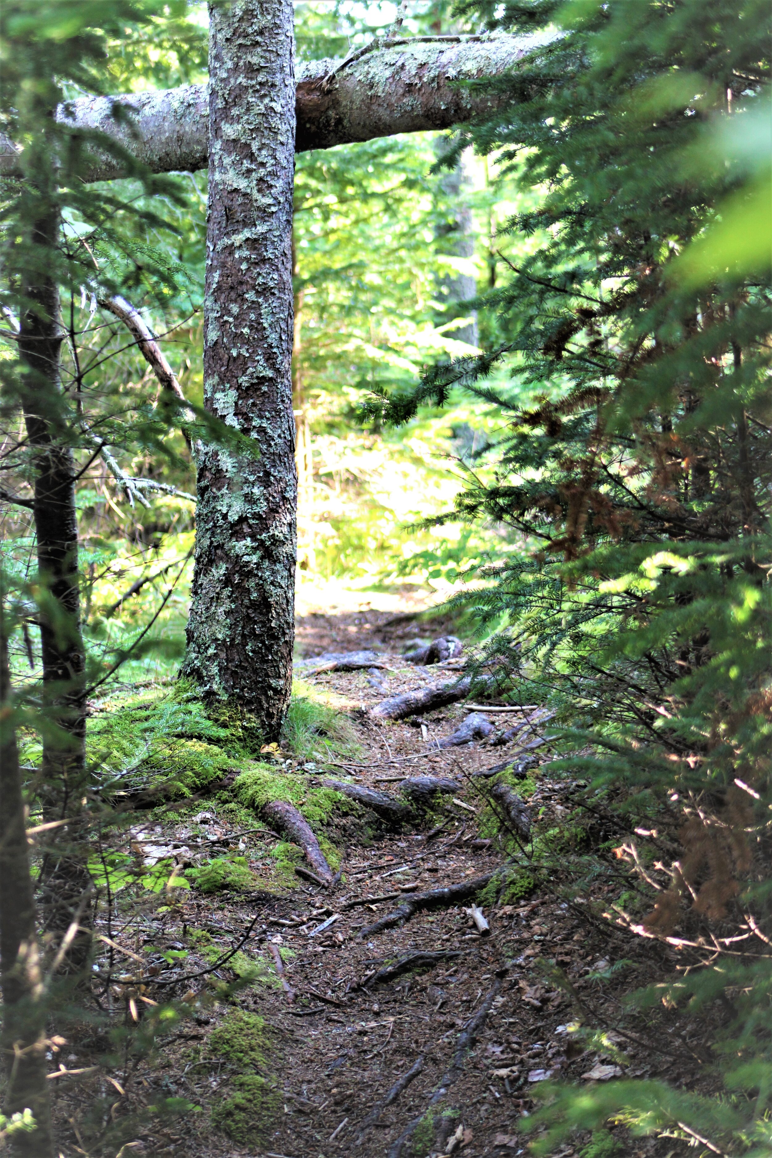 Soft path through the woods, Vinalhaven, ME