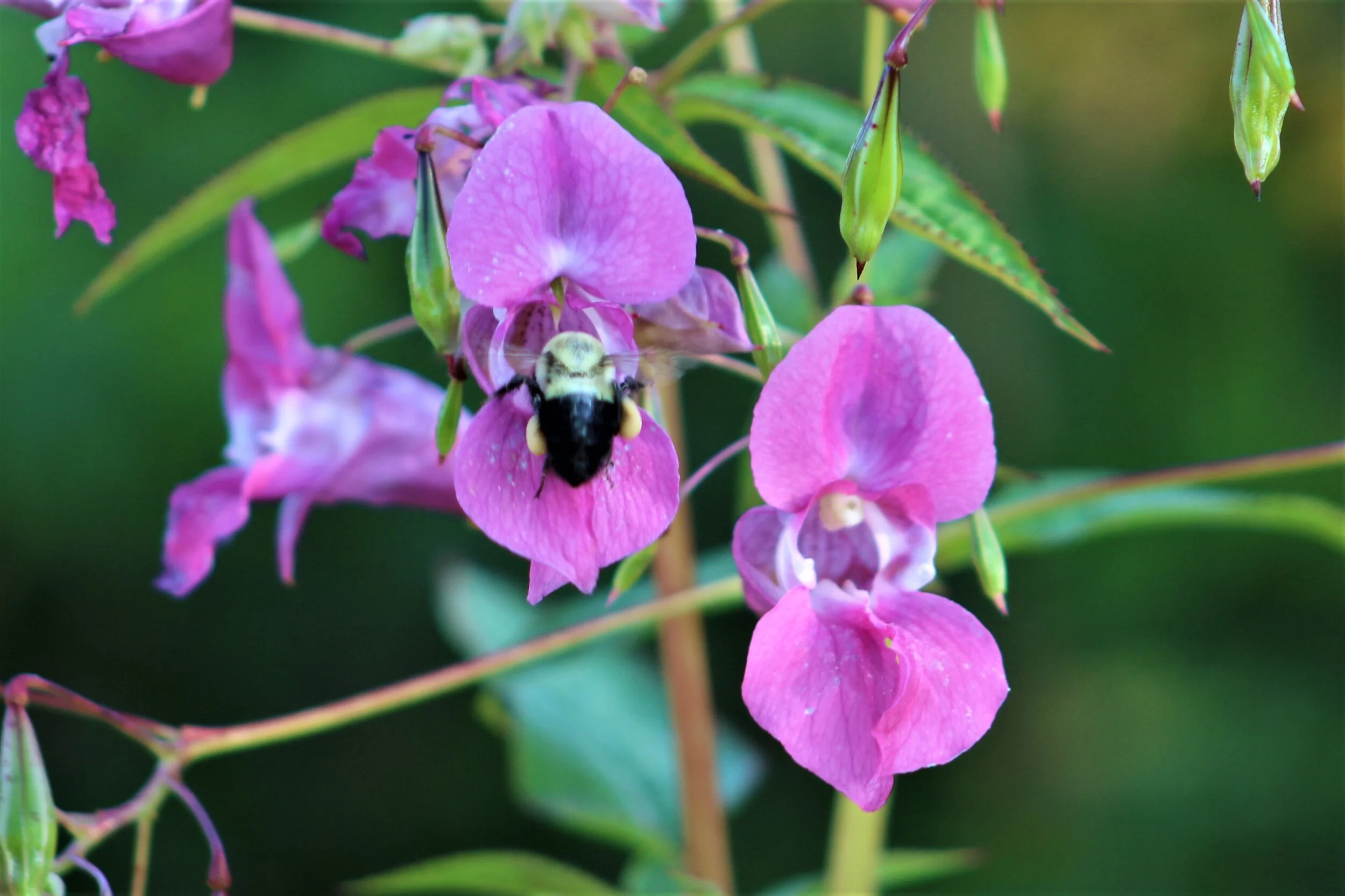 Bee in flower bestIMG_0257 (3).JPG