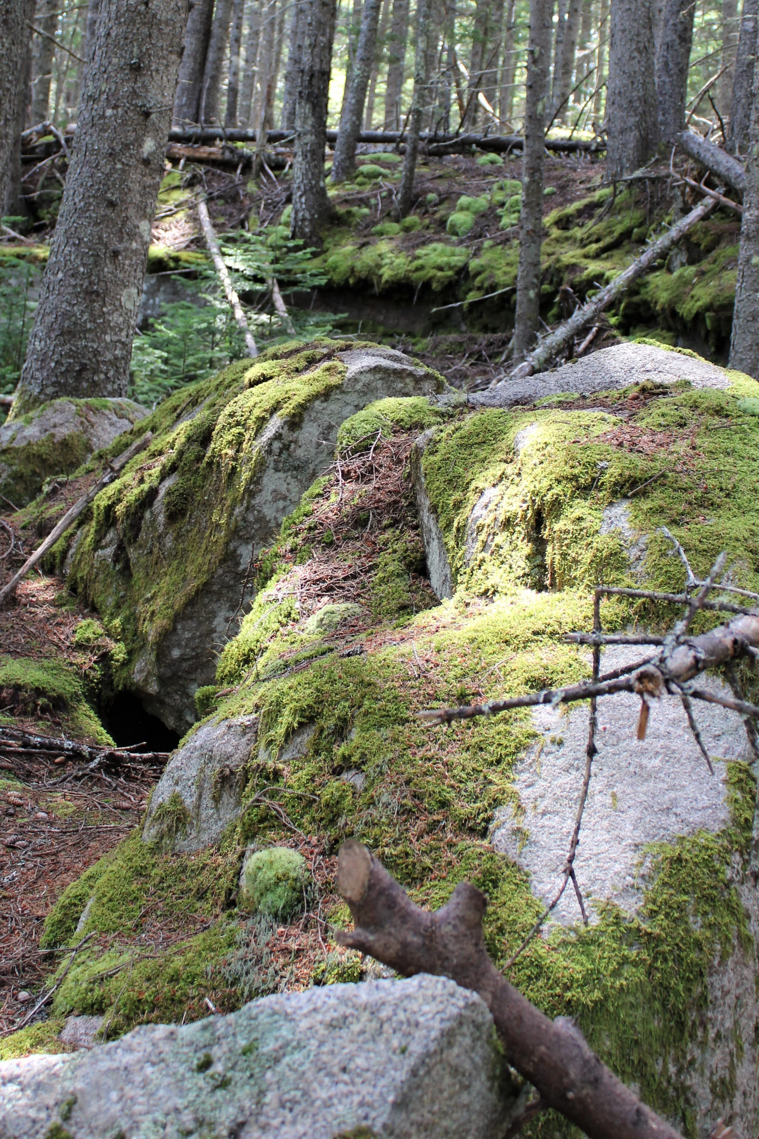 Soft paths through the woods, Vinalhaven, ME