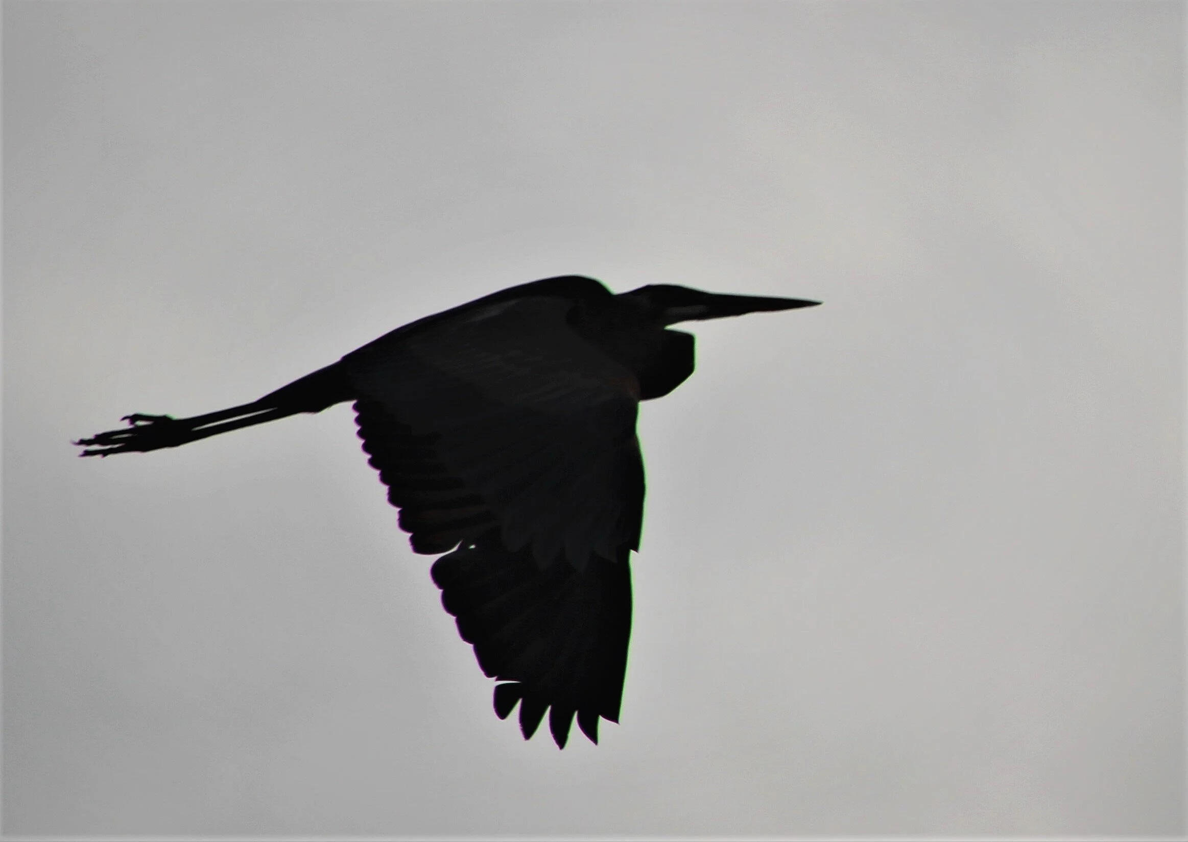 Sea bird on a cloudy day 