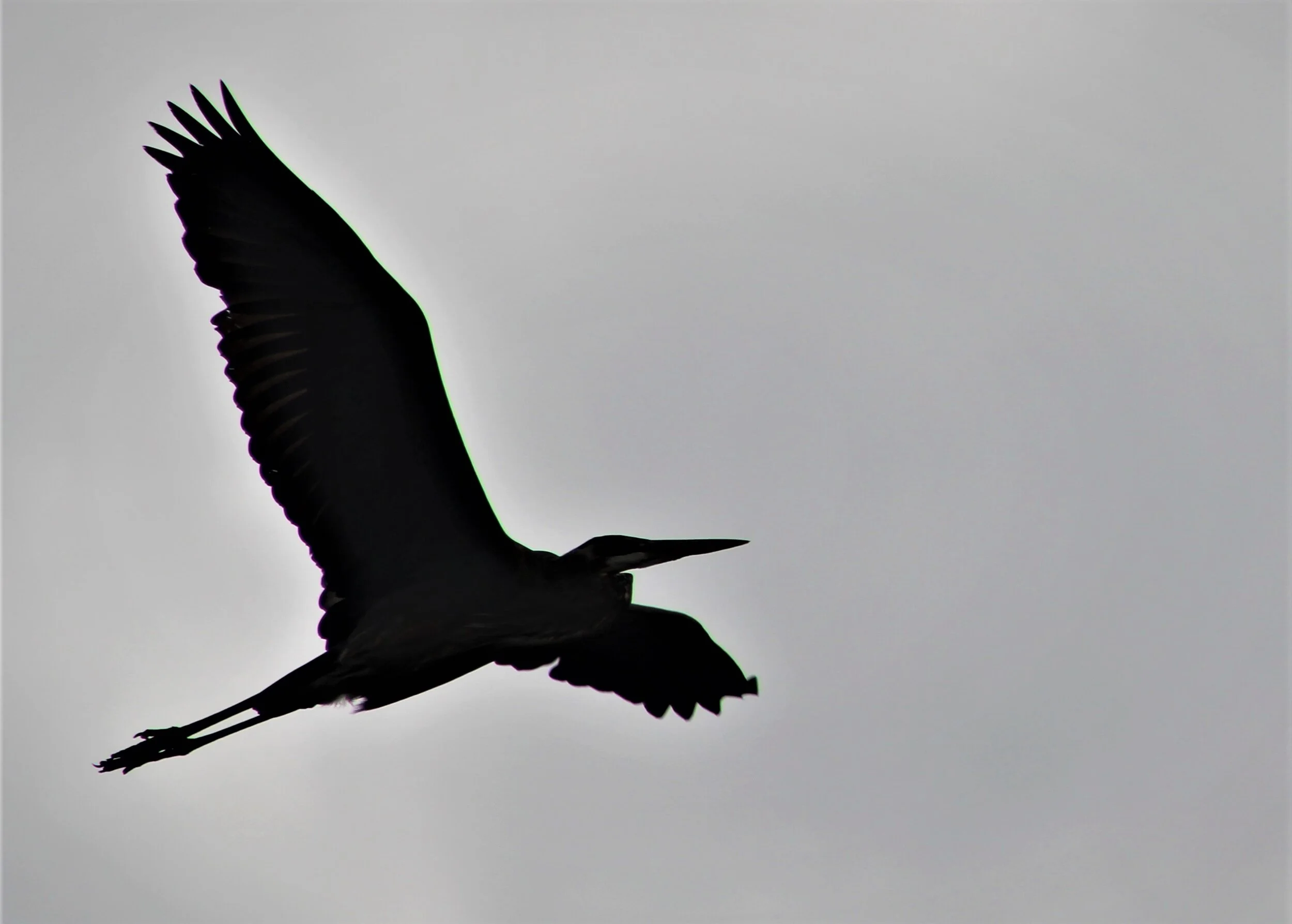 Sea birds