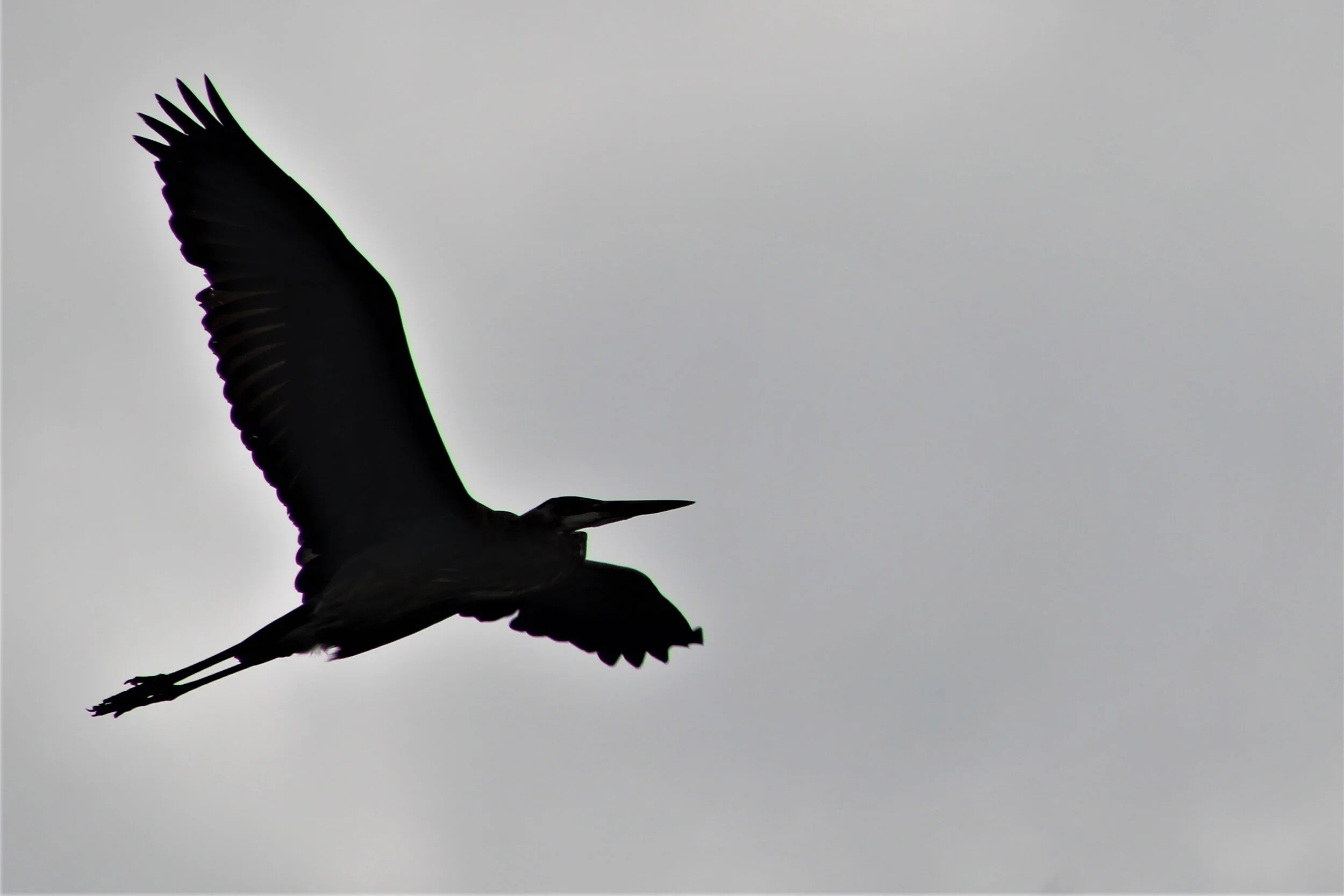 Soaring
