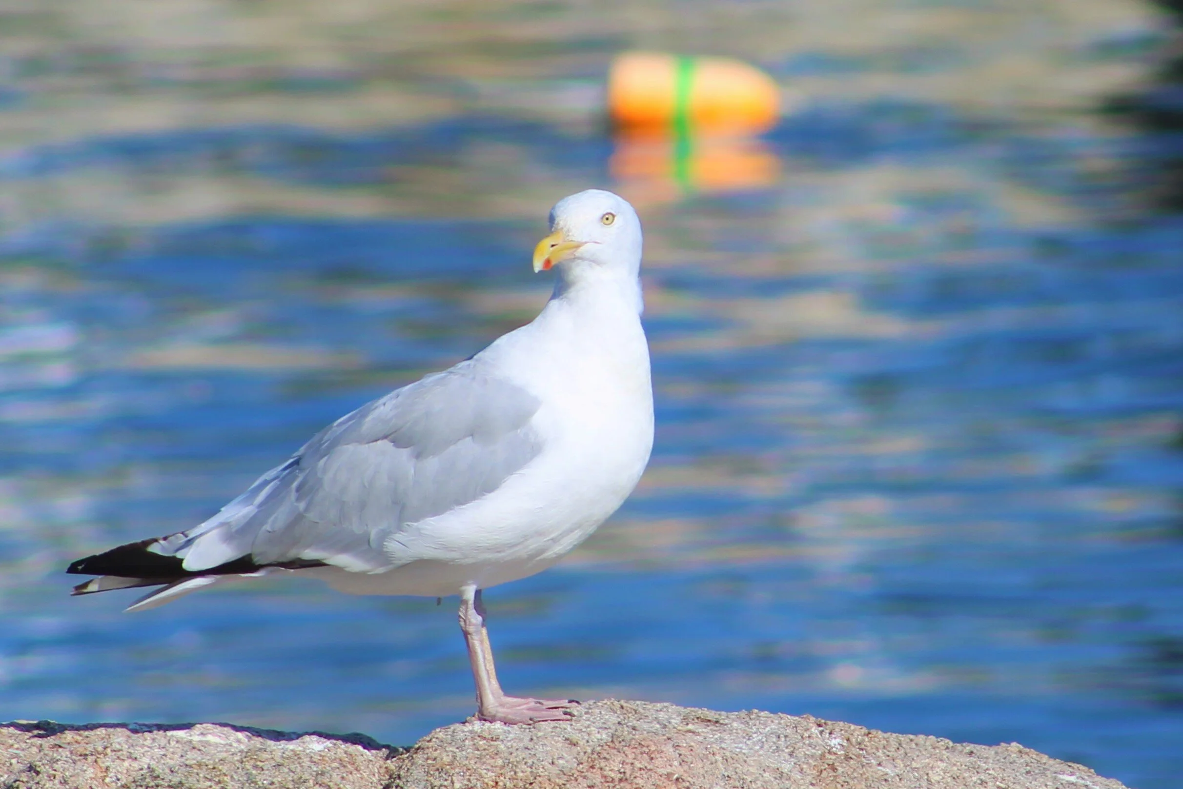 Gully stands harbor-watch