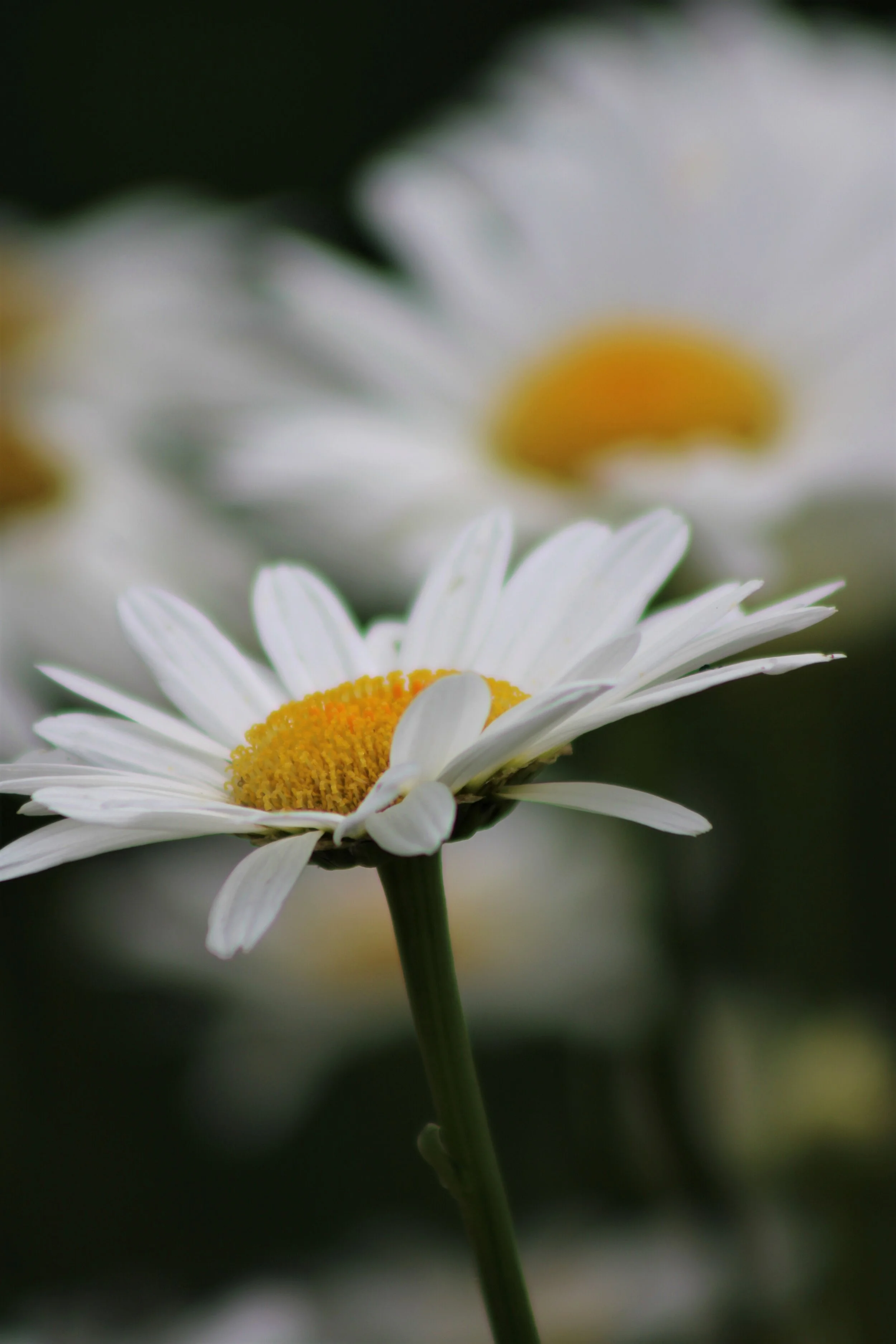 Daisy