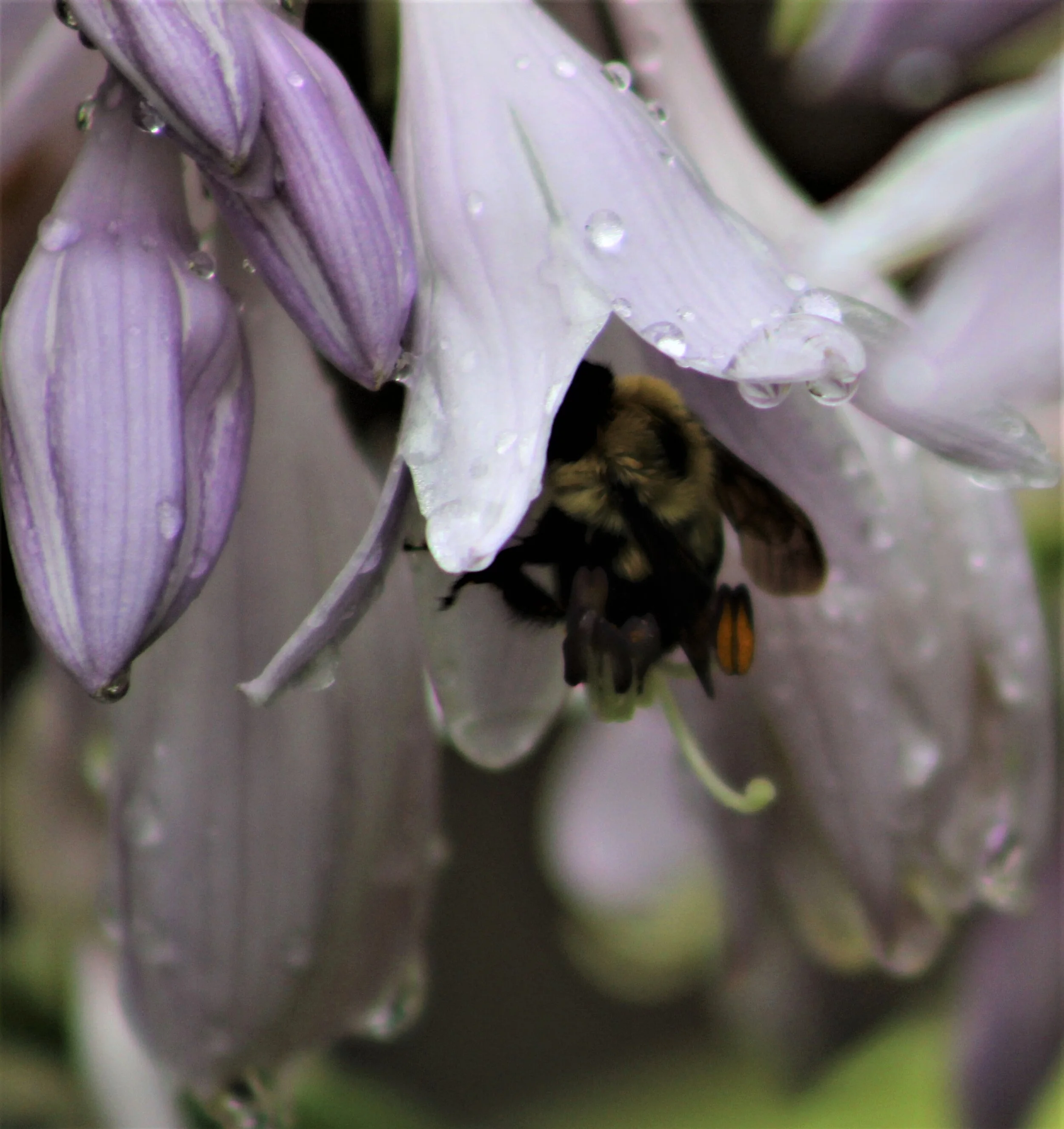 Buble Bee in Hosta blossom
