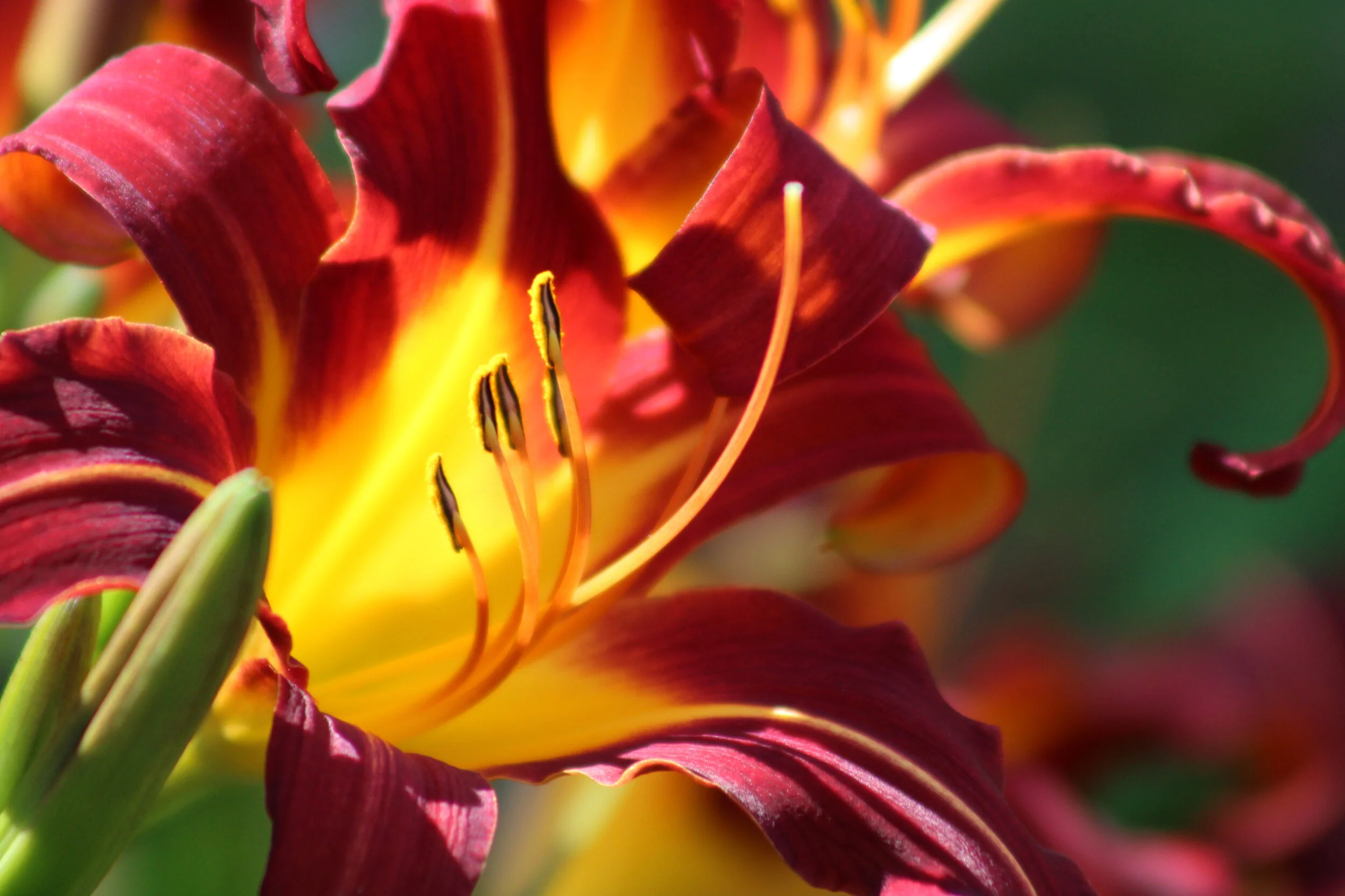 Day Lily in morning light