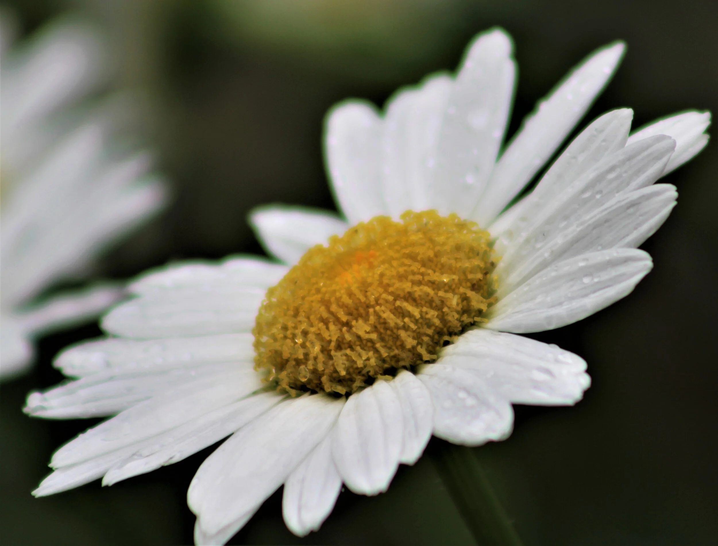 Daisy IMG_1364.jpg