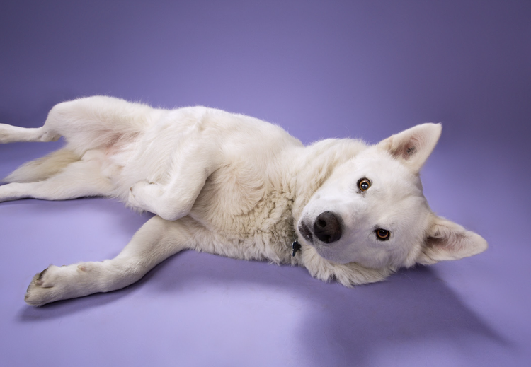 Adopting With Us — MUTTS Dog Rescue