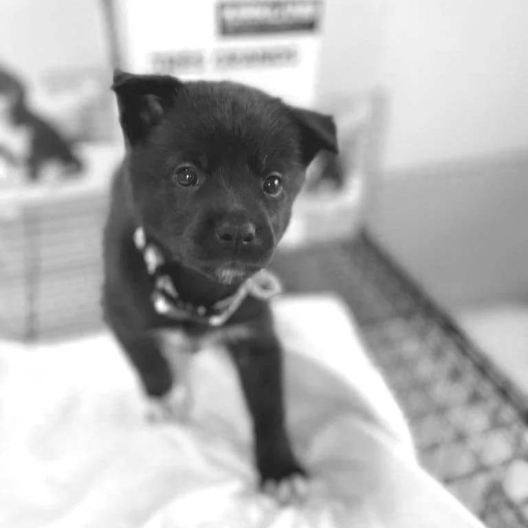 MUTT Spotlight — MUTTS Dog Rescue