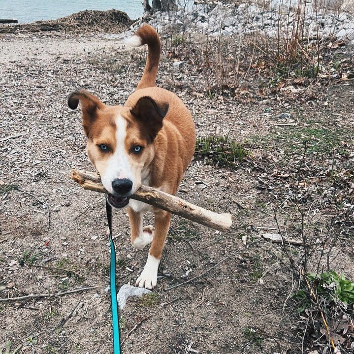&bull; MUTT Spotlight &bull;

Meet Paisley! ✨

Paisley is a 7 month old husky x who came to us as an owner surrender through no fault of her own. 

Owner surrenders are not always given up due to lack of effort, or work in raising a puppy. Sometimes,
