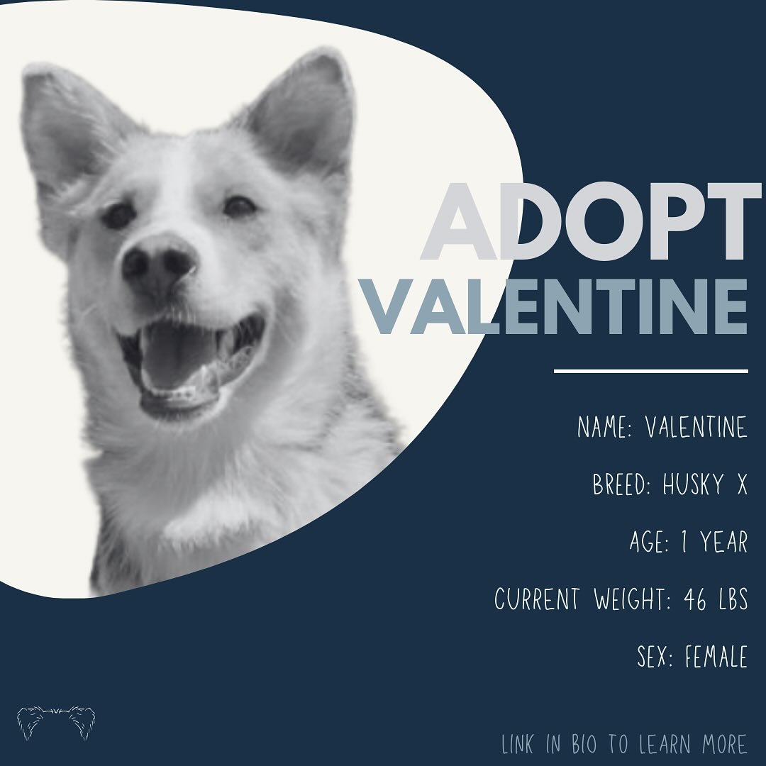 &bull; Applications OPEN &bull;

We may be several weeks past Valentine&rsquo;s Day, but our girl Valentine is ready to fall in love with her furever family! 💖

Mama to our three latest adoptable pups, Margot, Frederick and Rupert, this sweet one-ye