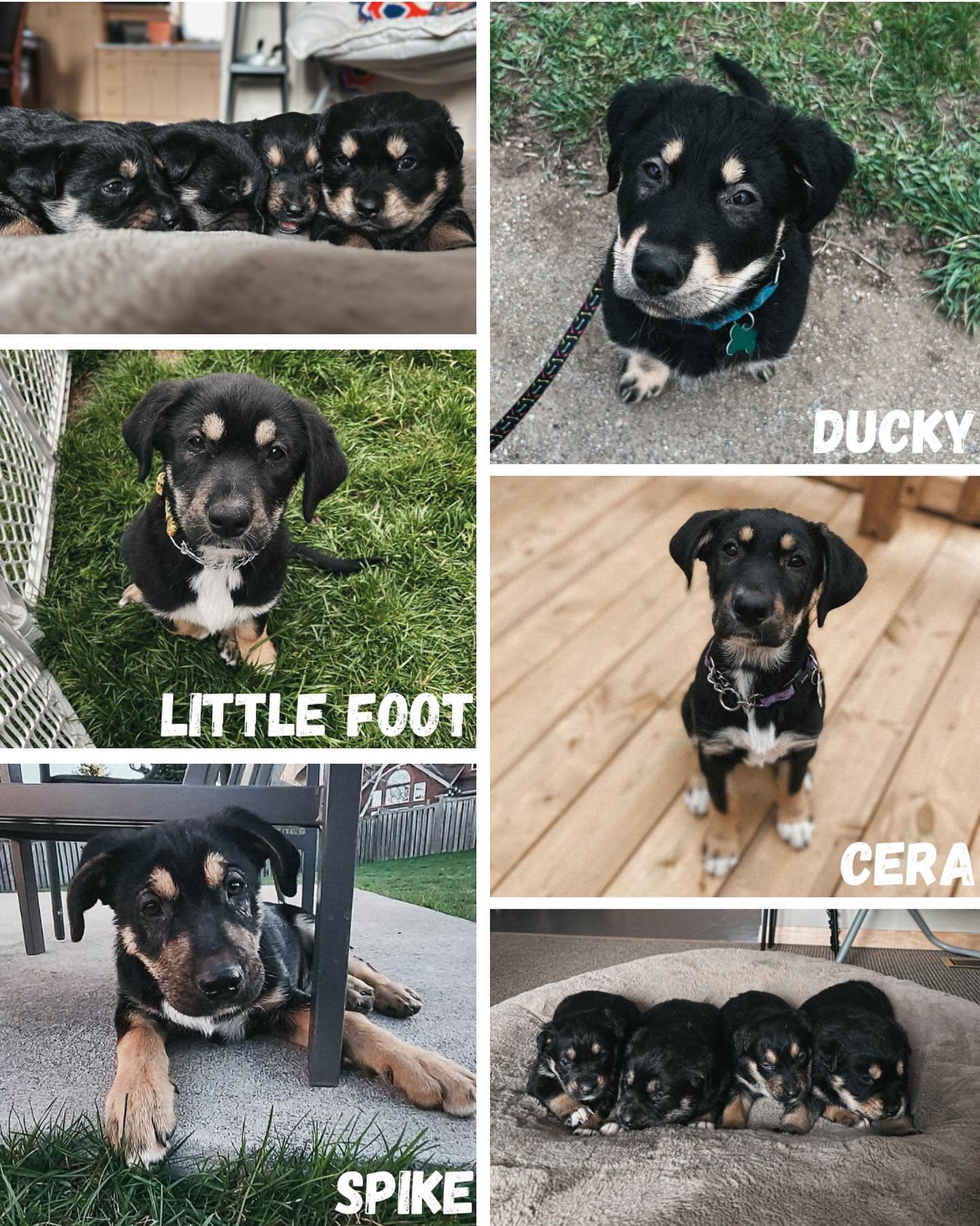 &bull; 🔦MUTT SPOTLIGHT &bull;

If you remember our brave Cava who we introduced this weekend, you&rsquo;ll remember we also rescued all her puppies that she worked so hard to protect. 

Introducing the Cave Puppies: Ducky, Cera, Little Foot and Spik