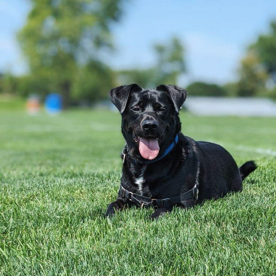 &bull; MUTT Spotlight &bull;

Let us reintroduce you to JETT 🖤

Jett initially came to us in June of 2021 from a remote community in northern Manitoba where he was surrendered. 

He was adopted and has since been returned through absolutely no fault