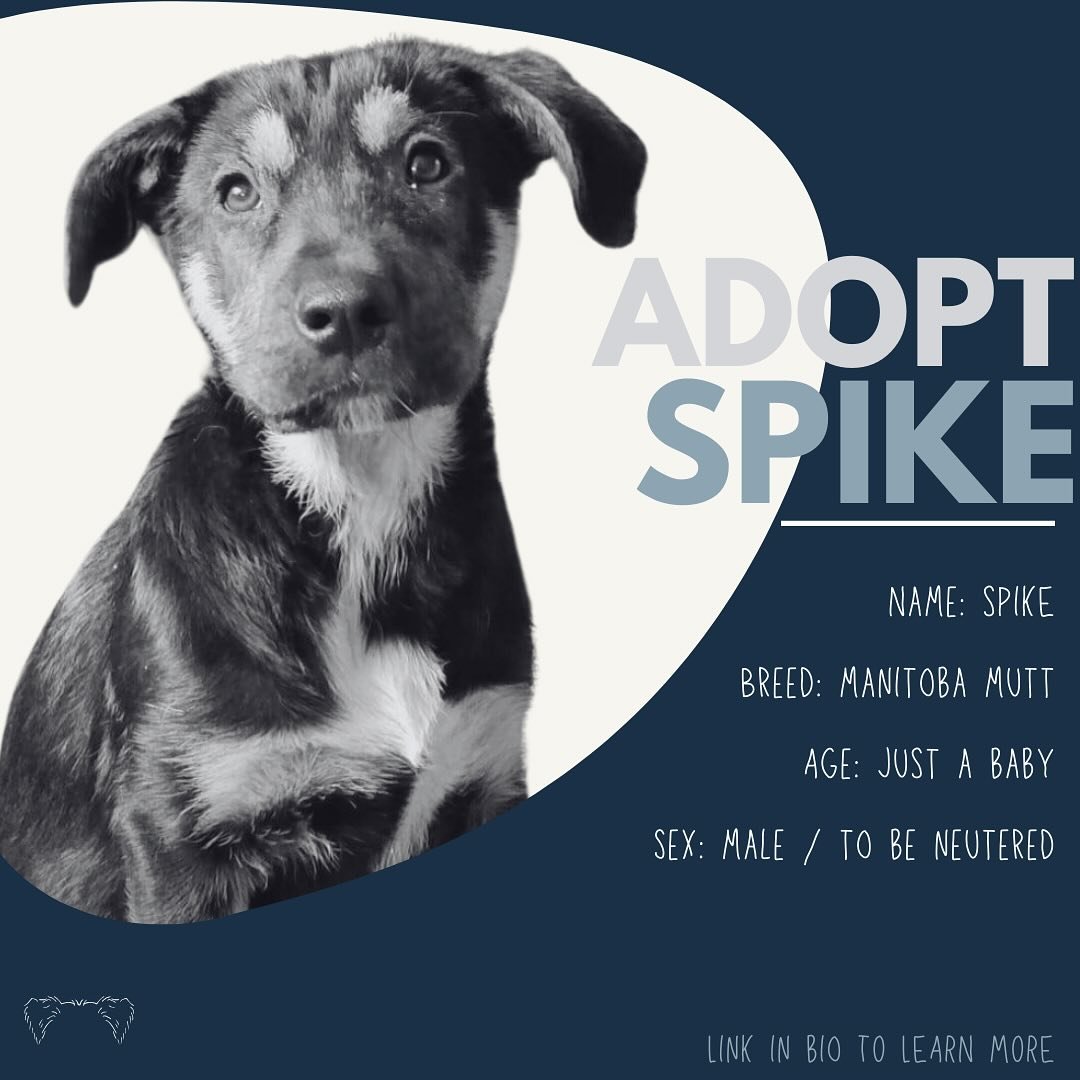 &bull; Applications OPEN &bull;

Meet Spike! 🫶🏻

A Manitoba mutt born on February 5, 2024, and is expected to be a large dog when fully grown. He&rsquo;s all about that good life&mdash;tail forever on wag mode and a playful grin that says, &ldquo;L