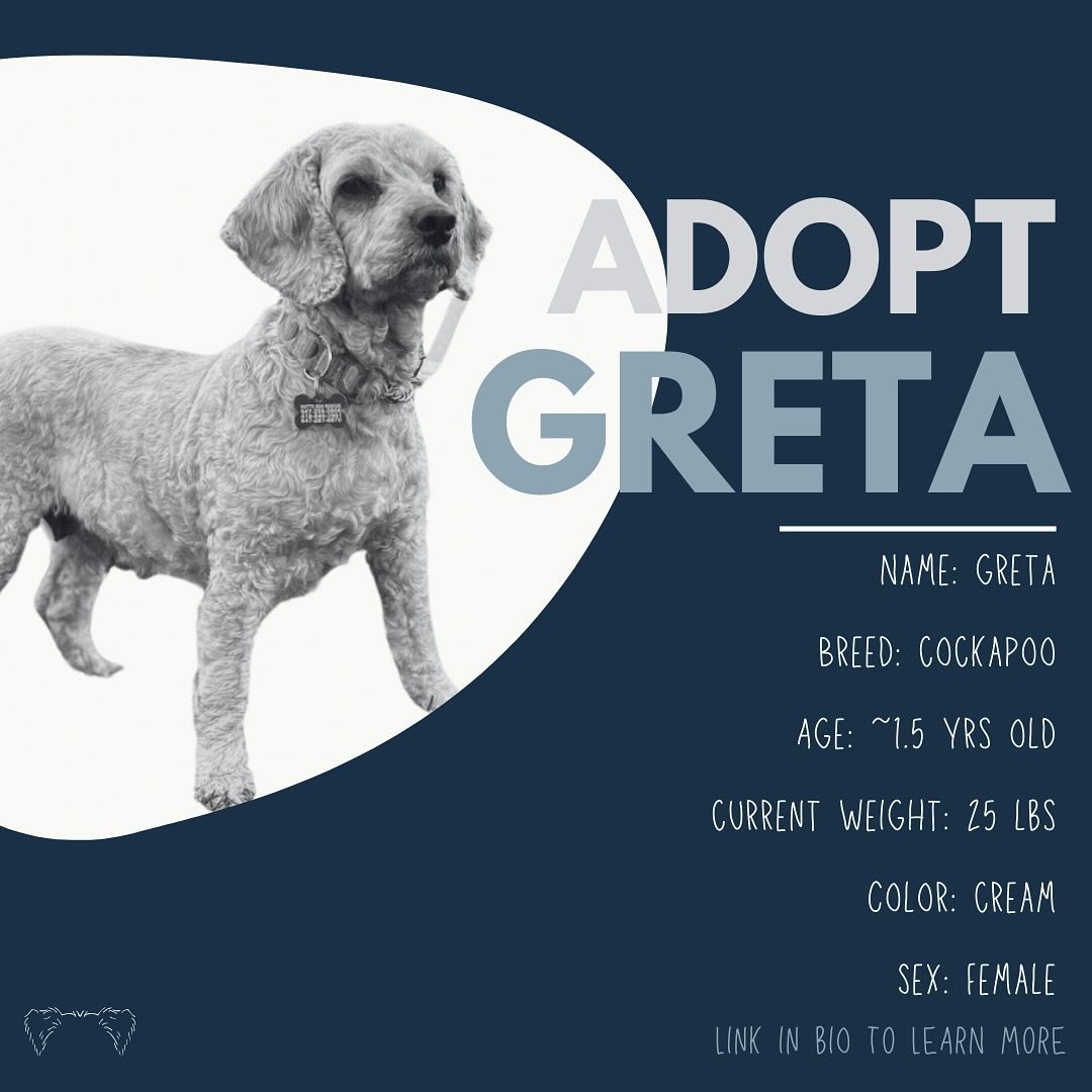&bull; Applications OPEN &bull;

It&rsquo;s gonna be May. Wait no&hellip;it&rsquo;s gonna be GRETA!

Some of you may remember Greta as the mill discard who came into our care with a very apparent bladder issue. The incredible vets at @mississaugavet 
