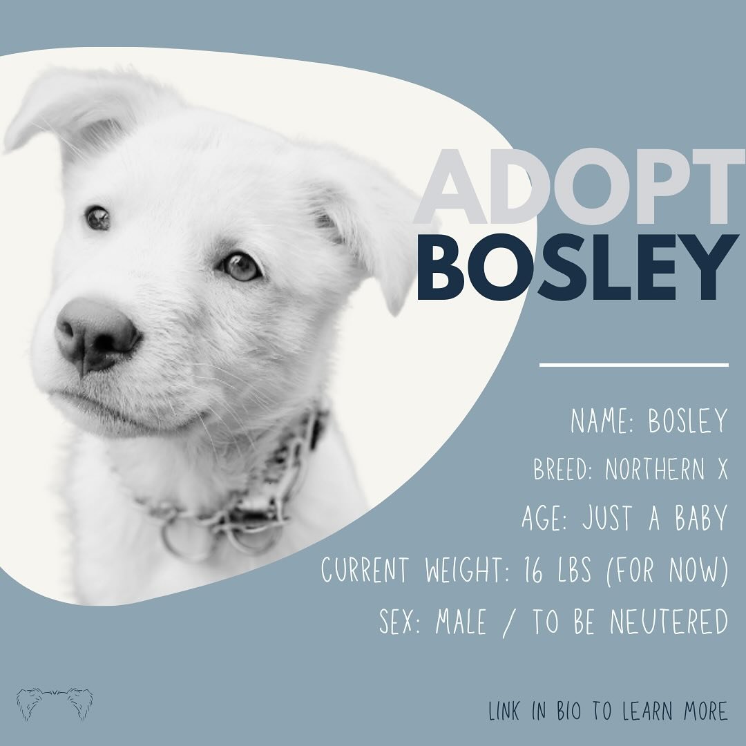 &bull; Applications OPEN &bull;

Though the cold days of winter are well behind us, there&rsquo;s still one little snowball lingering about and he&rsquo;s ready to find his family! 🤍

Born around February 11, Bosley is just a baby who comes to us fr